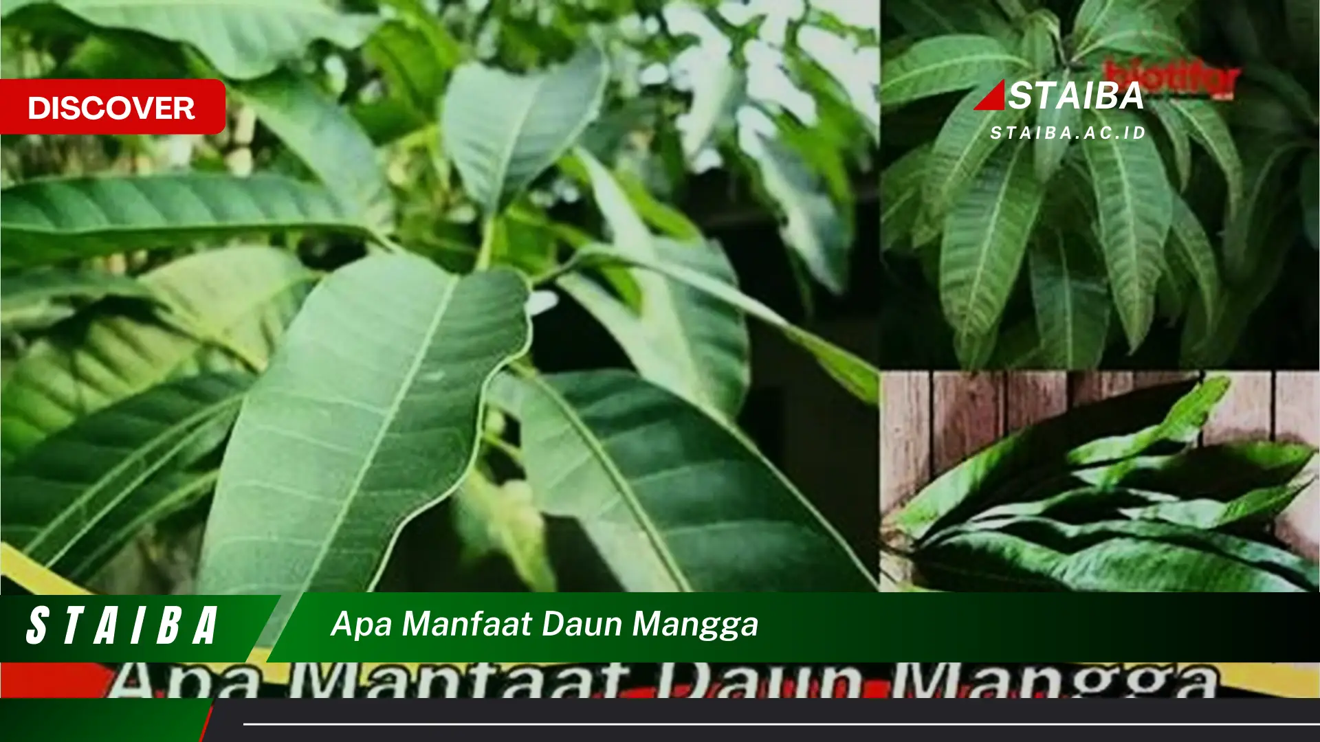 Ketahui 10 Manfaat Daun Mangga untuk Kesehatan Tubuh Anda