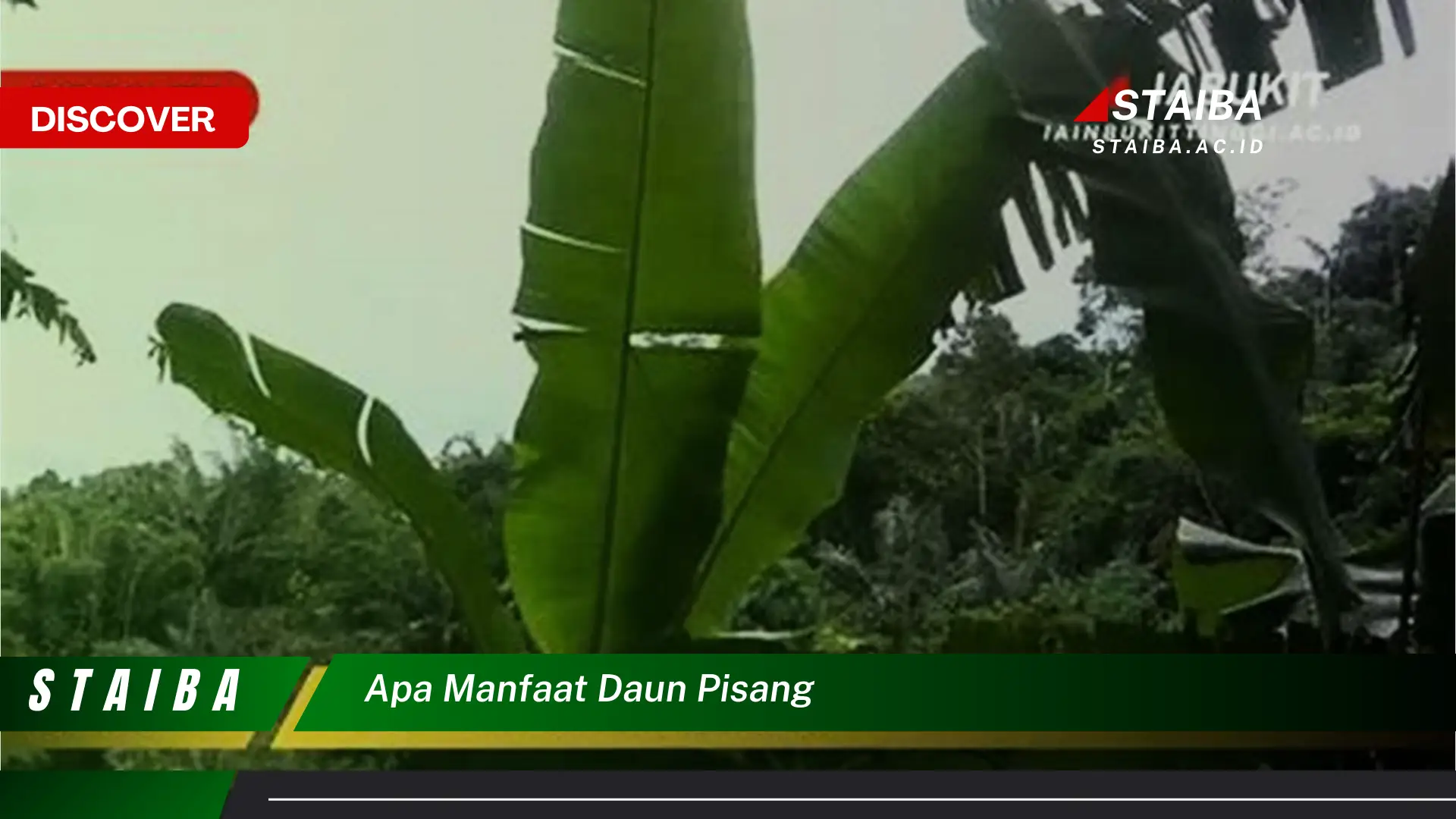 Ketahui 8 Manfaat Daun Pisang untuk Kesehatan, Kecantikan, dan Kehidupan Sehari,hari