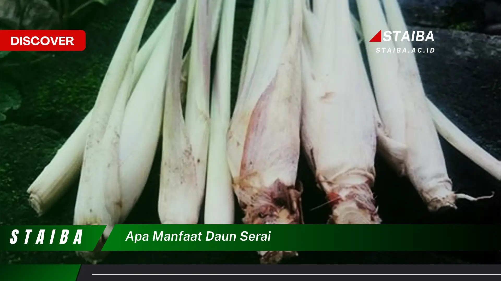 Ketahui 9 Manfaat Daun Serai untuk Kesehatan, Kecantikan, dan Masakan Ketahui 9 Manfaat Daun Serai untuk Kesehatan, Kecantikan, dan Masakan