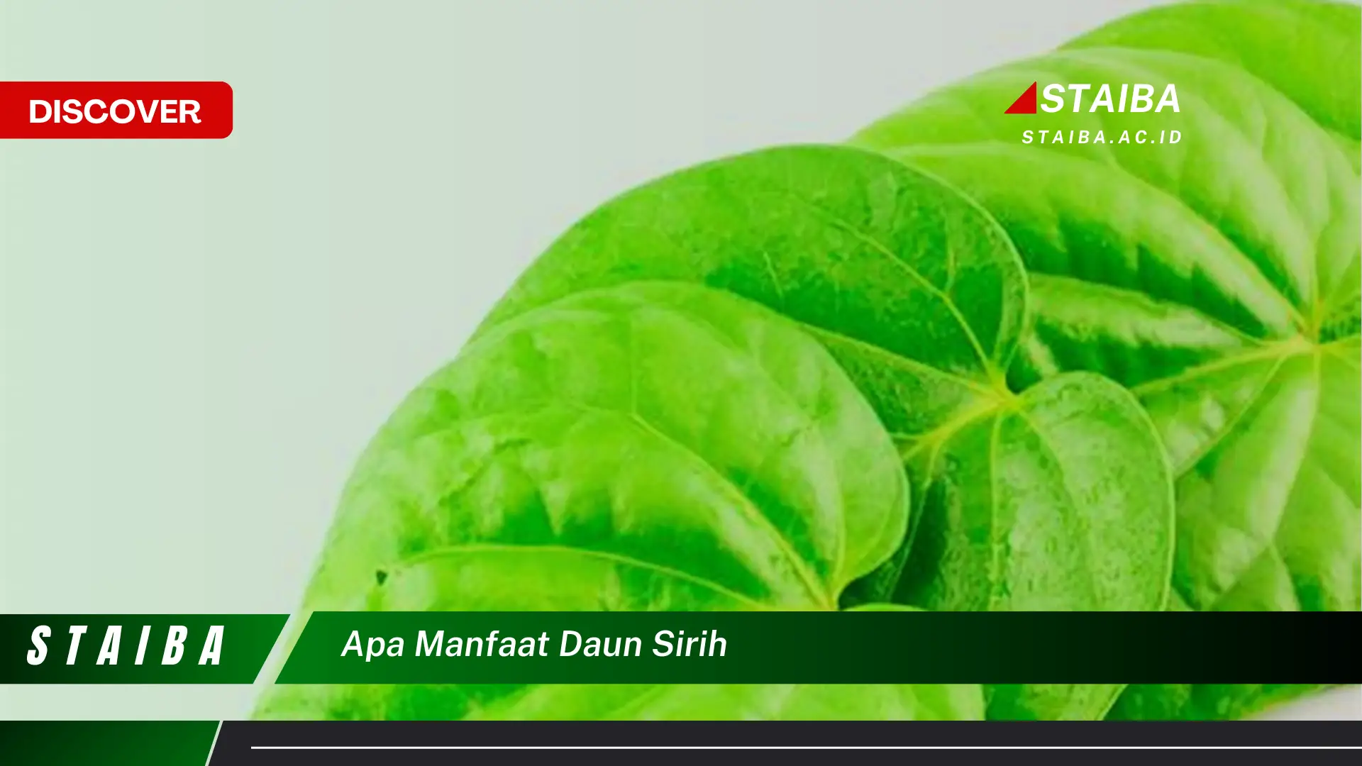 Ketahui 7 Manfaat Daun Sirih yang Jarang Diketahui