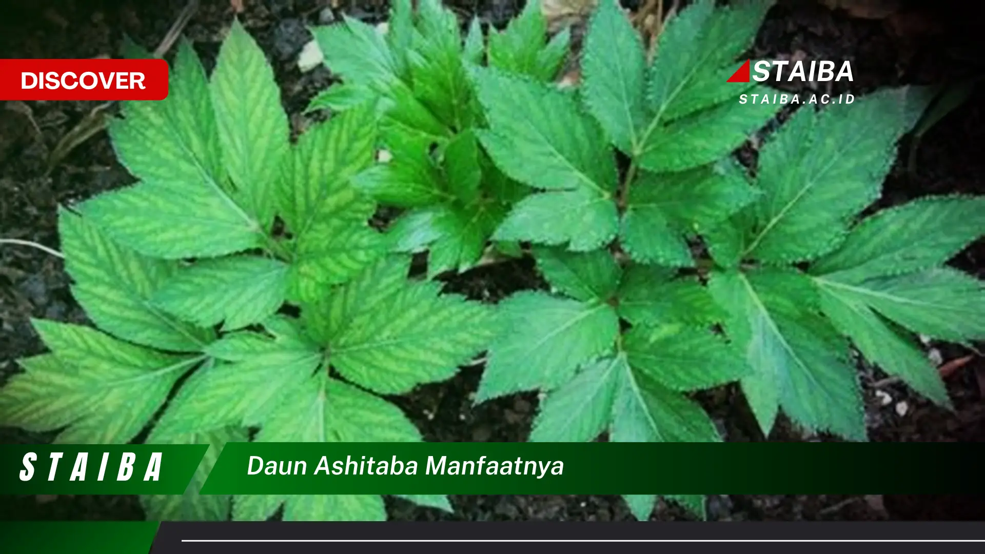 Ketahui 10 Manfaat Daun Ashitaba untuk Kesehatan Tubuh Anda