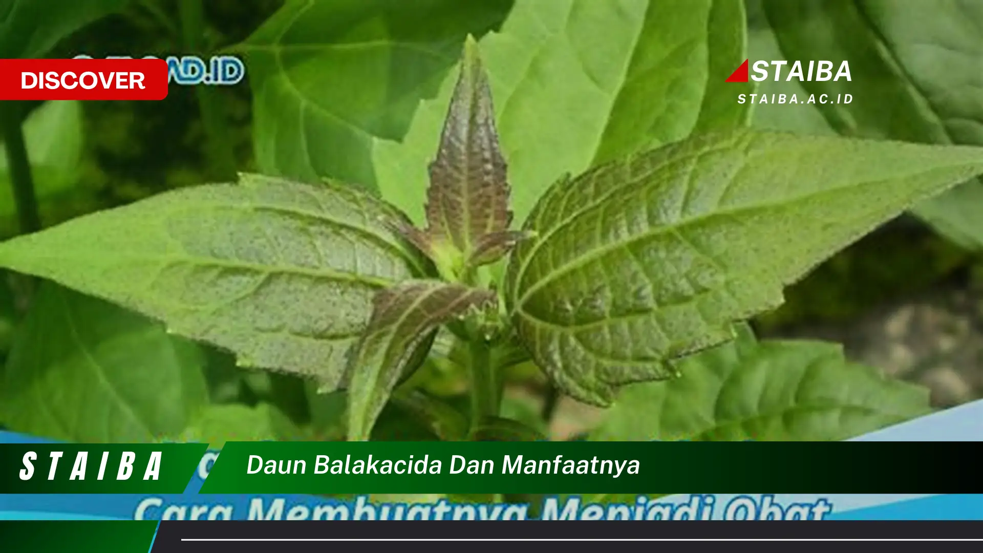 Ketahui 10 Manfaat Daun Balakacida untuk Kesehatan dan Kecantikan Ketahui 10 Manfaat Daun Balakacida untuk Kesehatan dan Kecantikan