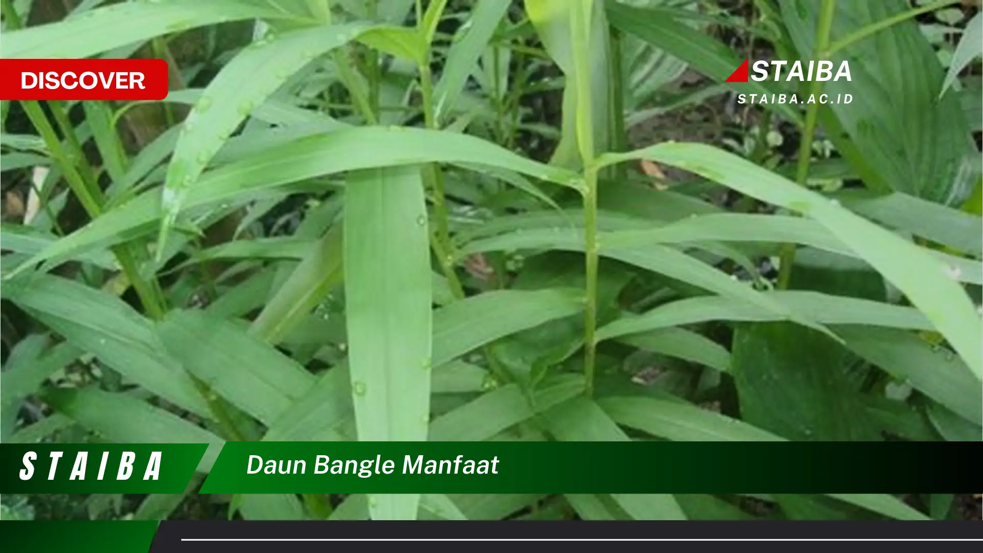 Ketahui 9 Manfaat Daun Bangle untuk Kesehatan Tubuh Anda