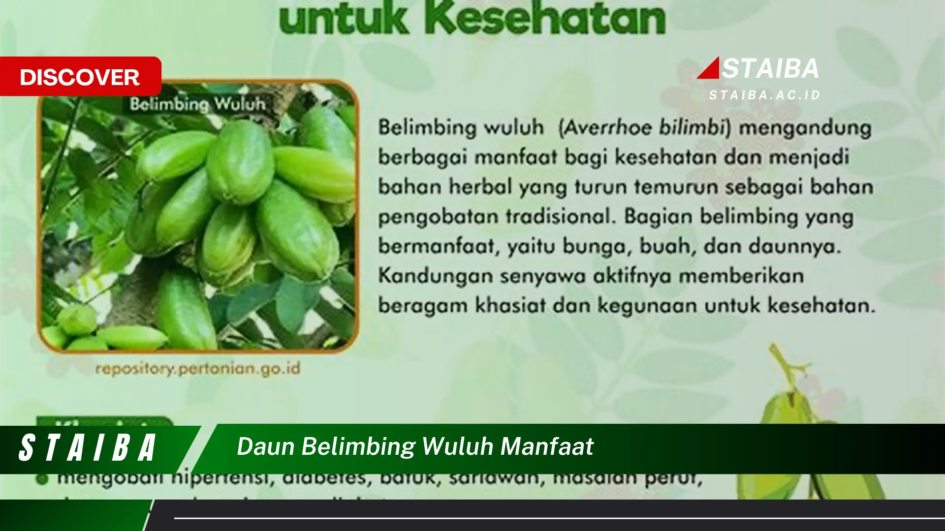 Ketahui 9 Manfaat Daun Belimbing Wuluh untuk Kesehatan dan Kecantikan