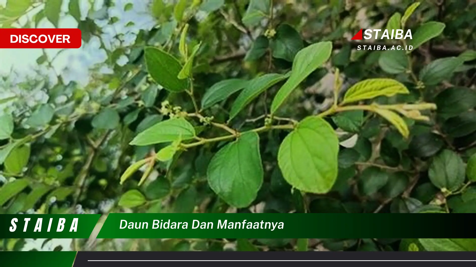 Temukan Khasiat Daun Bidara: Rahasia Kesehatan Alami