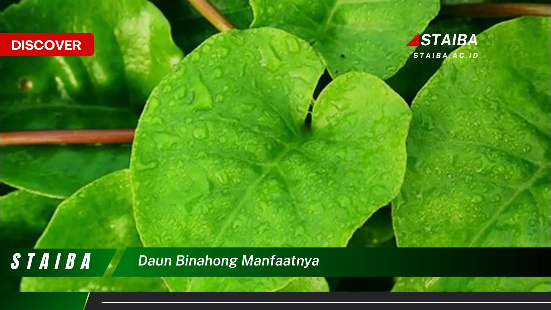 Ketahui 9 Manfaat Daun Binahong yang Jarang Diketahui