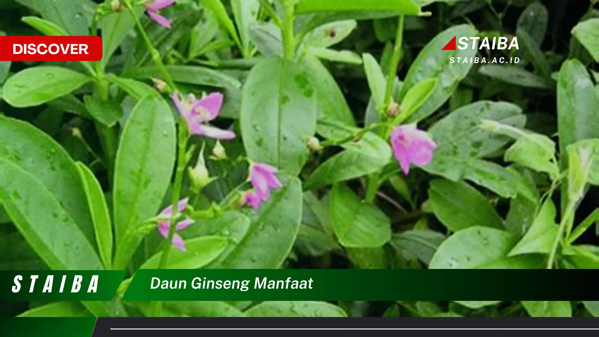 Ketahui 8 Manfaat Daun Ginseng untuk Kesehatan dan Kecantikan Anda