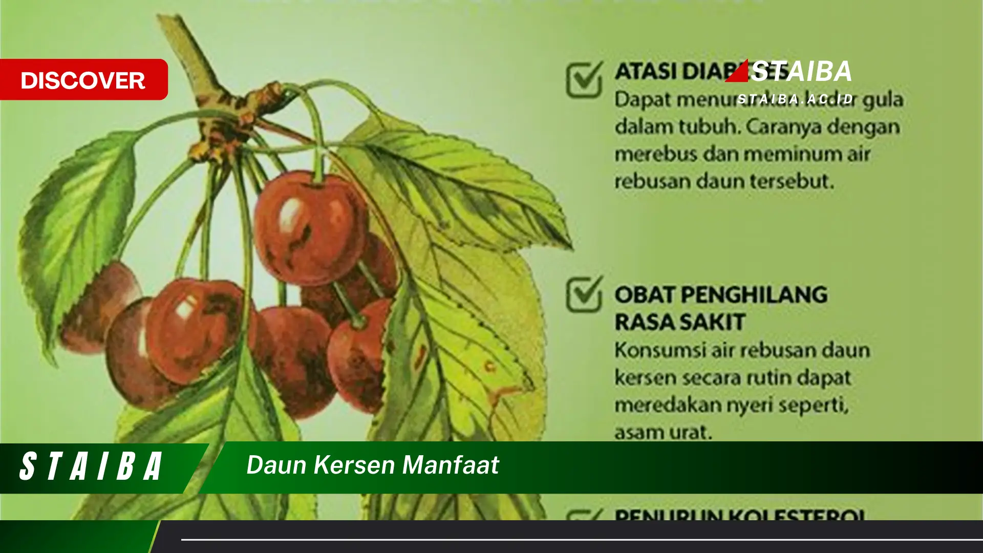 Ketahui 8 Manfaat Daun Kersen untuk Kesehatan Anda