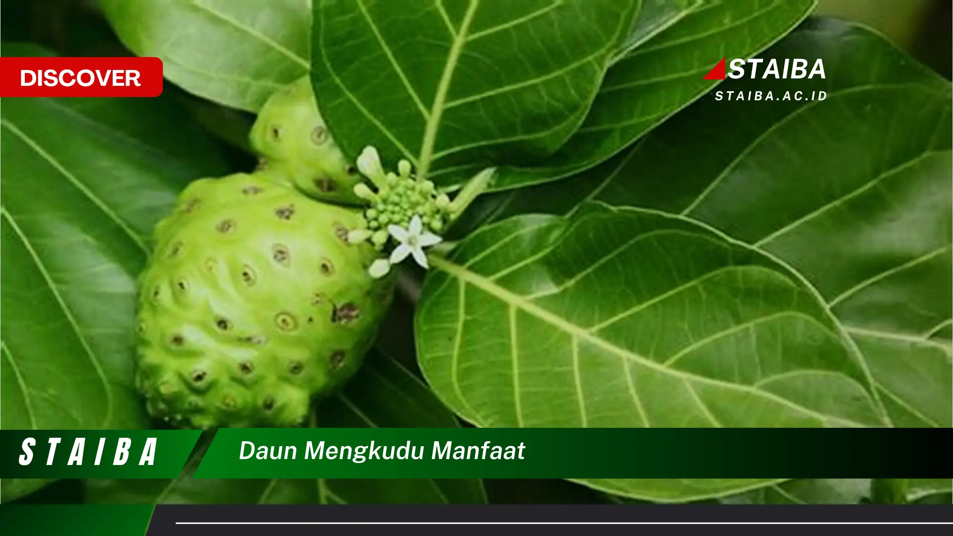 Ketahui 9 Manfaat Daun Mengkudu untuk Kesehatan Anda Ketahui 9 Manfaat Daun Mengkudu untuk Kesehatan Anda