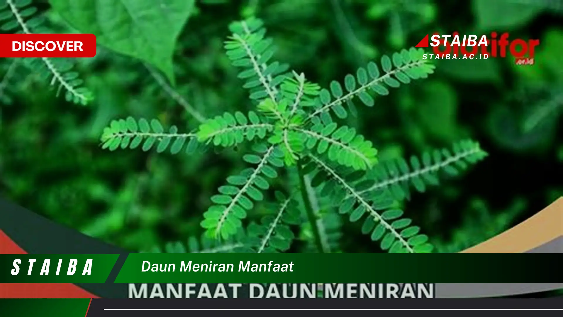 Ketahui 8 Manfaat Daun Meniran untuk Kesehatan Anda Secara Lengkap