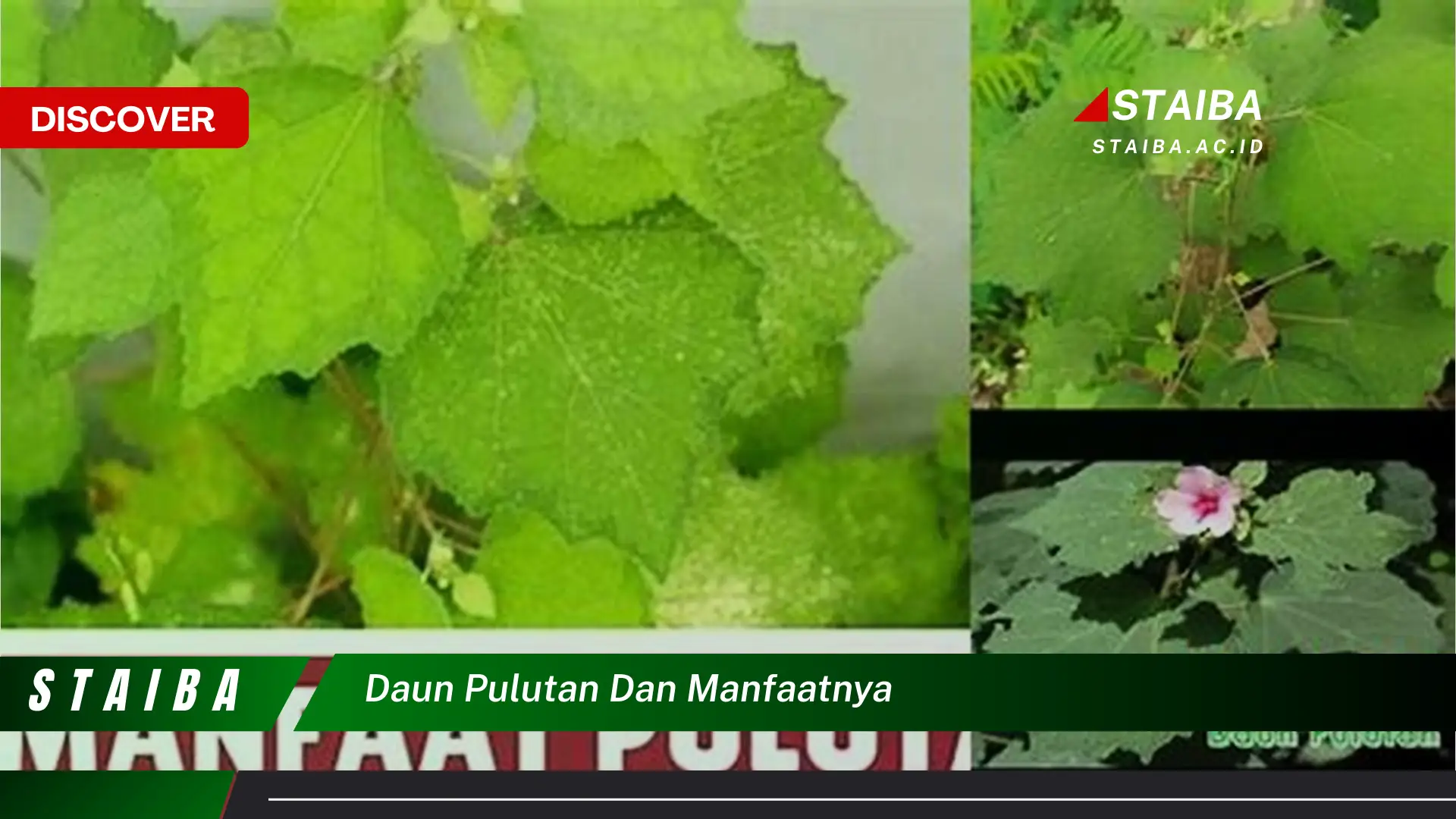 Ketahui 10 Manfaat Daun Pulutan untuk Kesehatan Tubuh Anda Ketahui 10 Manfaat Daun Pulutan untuk Kesehatan Tubuh Anda