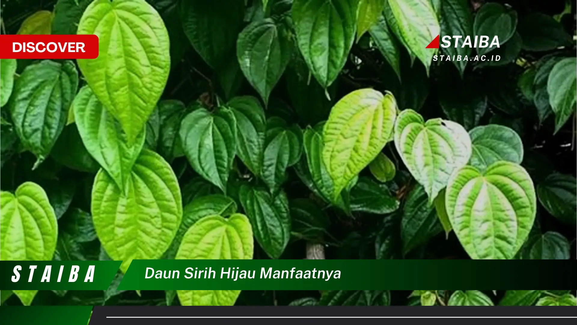 Ketahui 9 Manfaat Daun Sirih Hijau untuk Kesehatan Tubuh Anda Ketahui 9 Manfaat Daun Sirih Hijau untuk Kesehatan Tubuh Anda