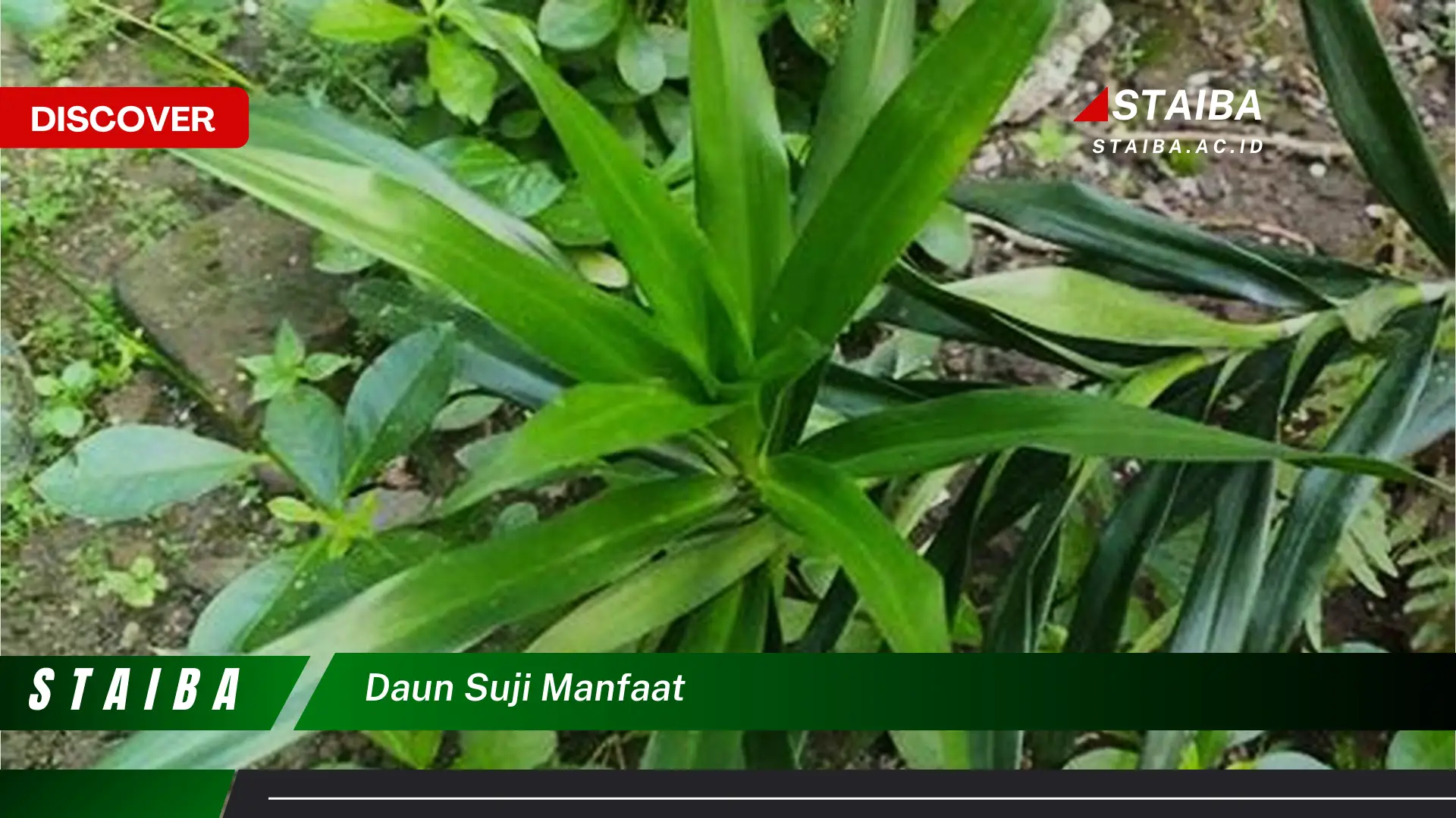 Ketahui 8 Manfaat Daun Suji untuk Kesehatan dan Kecantikan Kulit Ketahui 8 Manfaat Daun Suji untuk Kesehatan dan Kecantikan Kulit