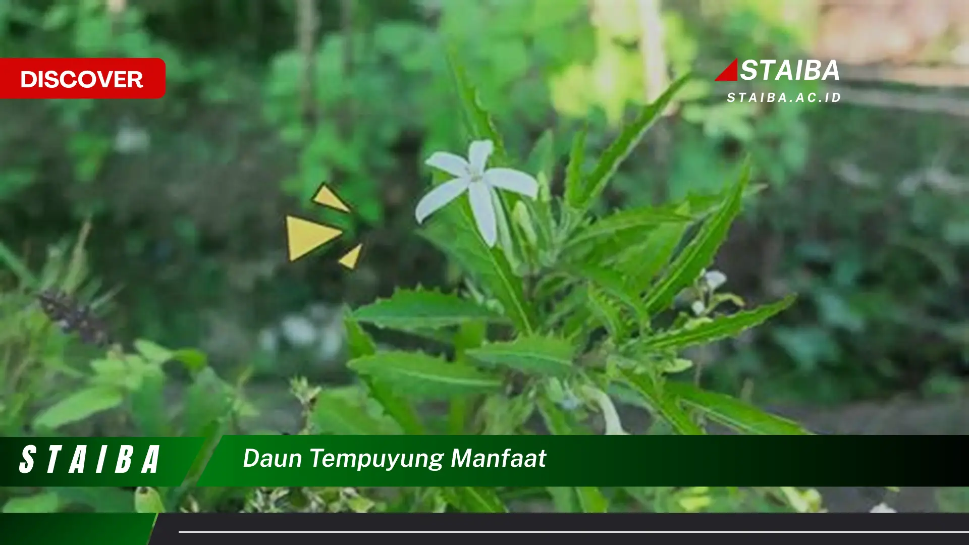 Ketahui 8 Manfaat Daun Tempuyung untuk Kesehatan Ginjal dan Saluran Kemih