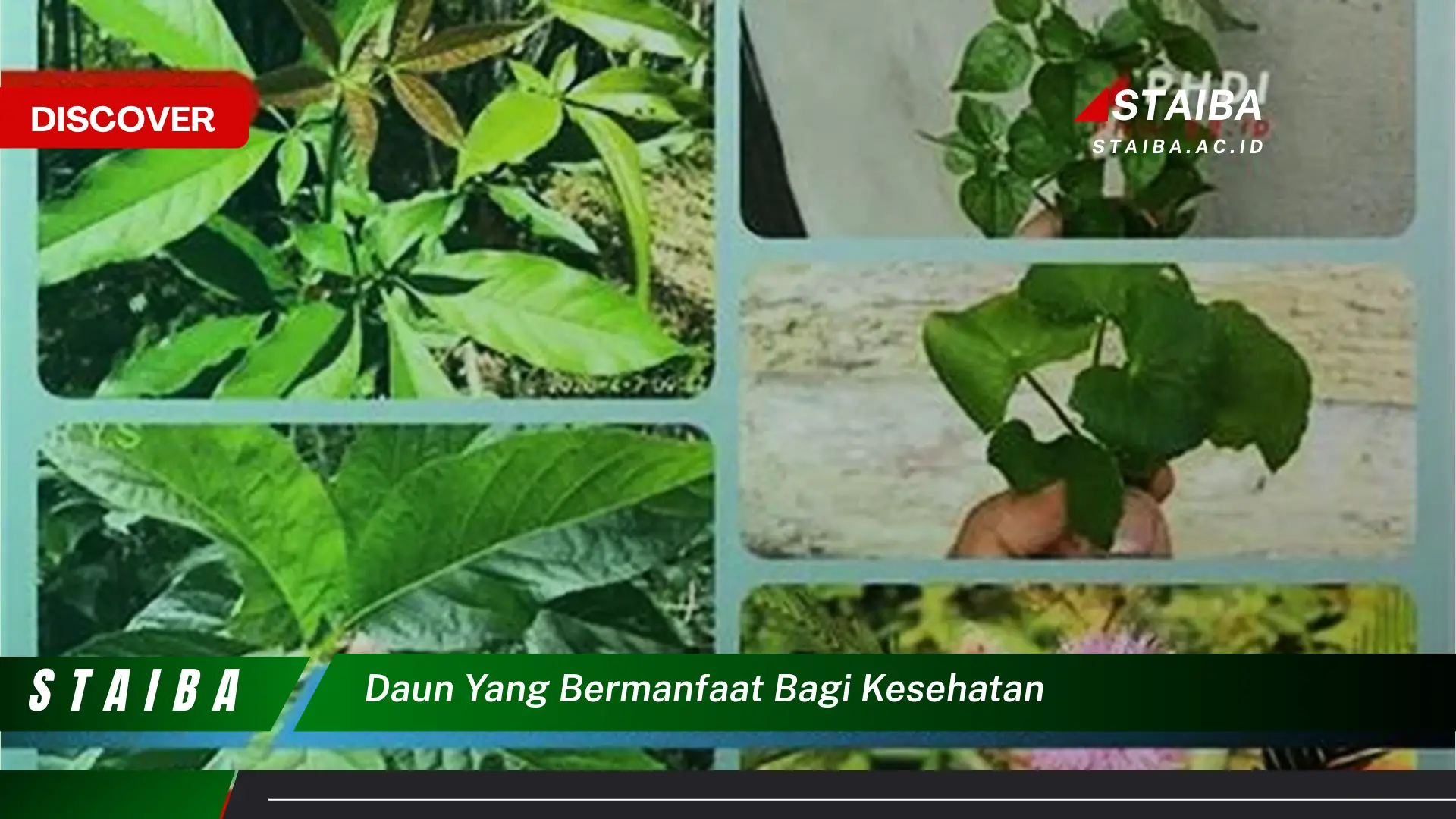Temukan 8 Manfaat Daun yang Bermanfaat bagi Kesehatan, Panduan Lengkap untuk Hidup Sehat Alami Temukan 8 Manfaat Daun yang Bermanfaat bagi Kesehatan, Panduan Lengkap untuk Hidup Sehat Alami