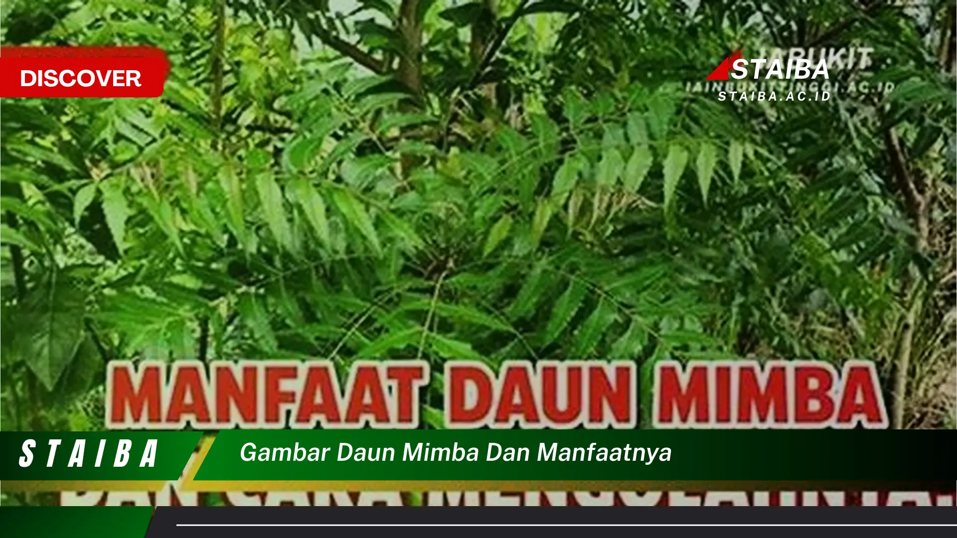 Ketahui 8 Manfaat Gambar Daun Mimba dan Khasiatnya untuk Kesehatan