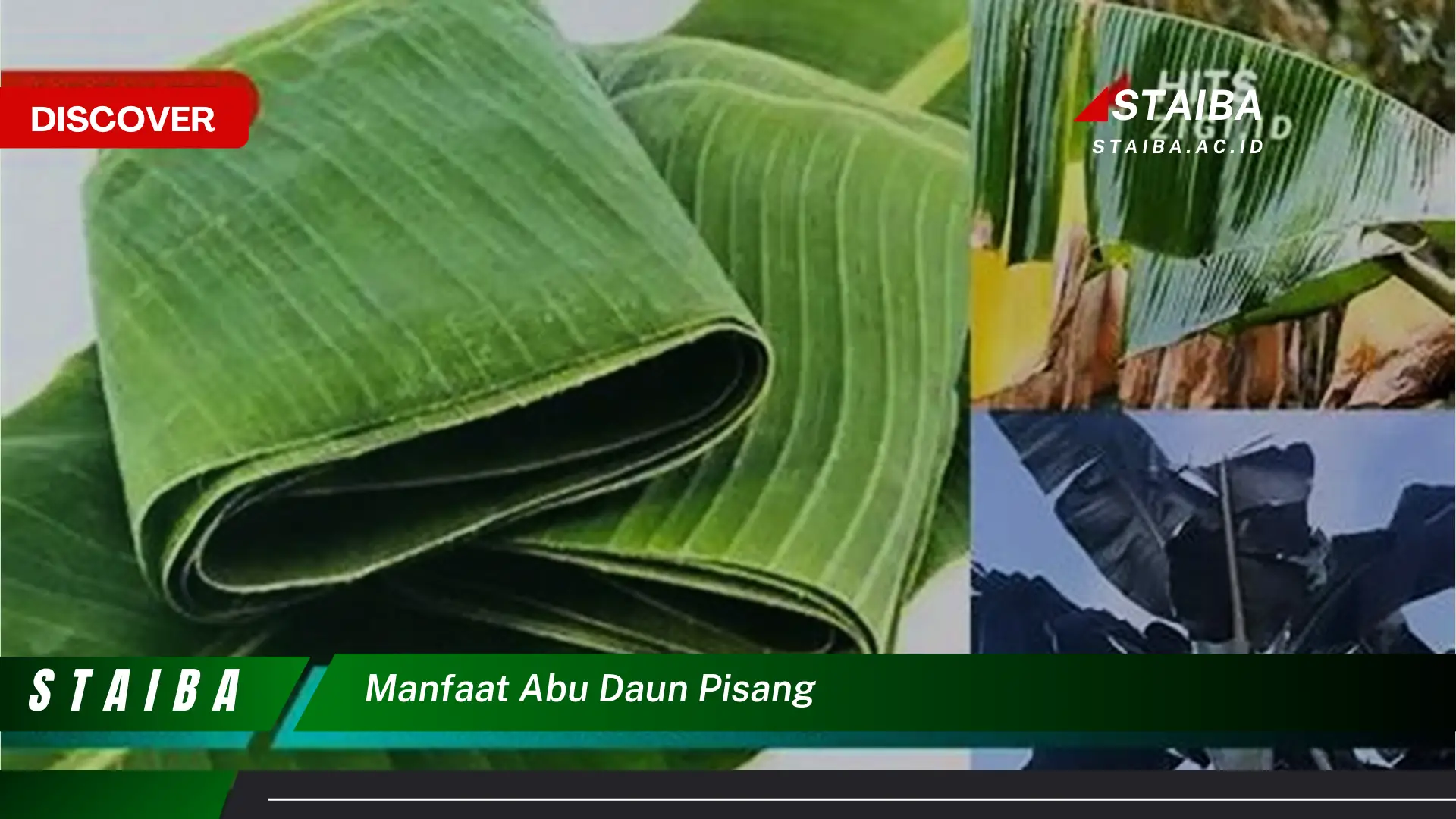 Ketahui 8 Manfaat Abu Daun Pisang untuk Tanaman dan Kesehatan Anda