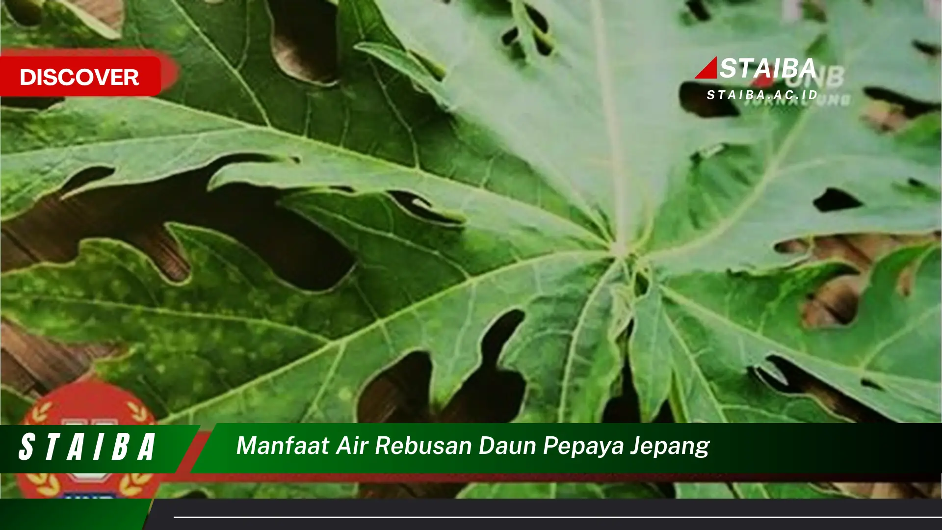 Ketahui 9 Manfaat Air Rebusan Daun Pepaya Jepang untuk Kesehatan Anda Ketahui 9 Manfaat Air Rebusan Daun Pepaya Jepang untuk Kesehatan Anda