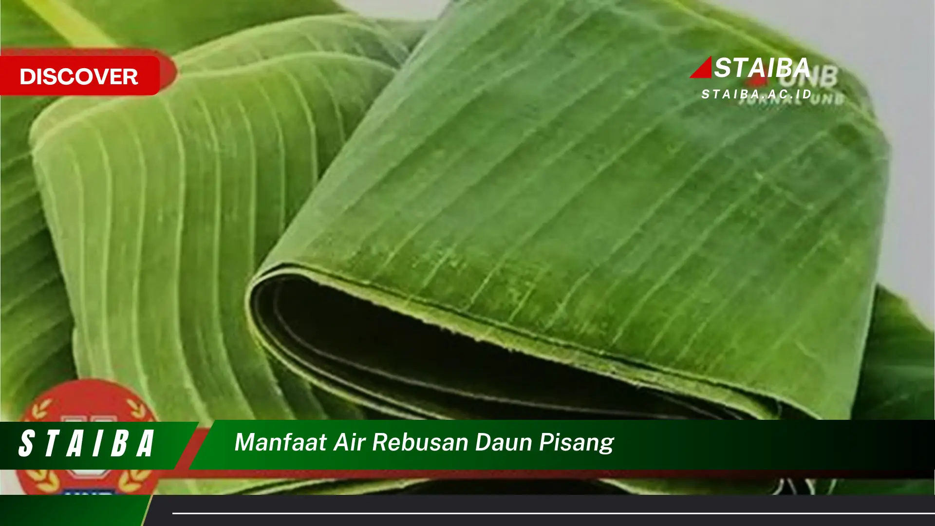 Ketahui 8 Manfaat Air Rebusan Daun Pisang untuk Kesehatan Tubuh Anda