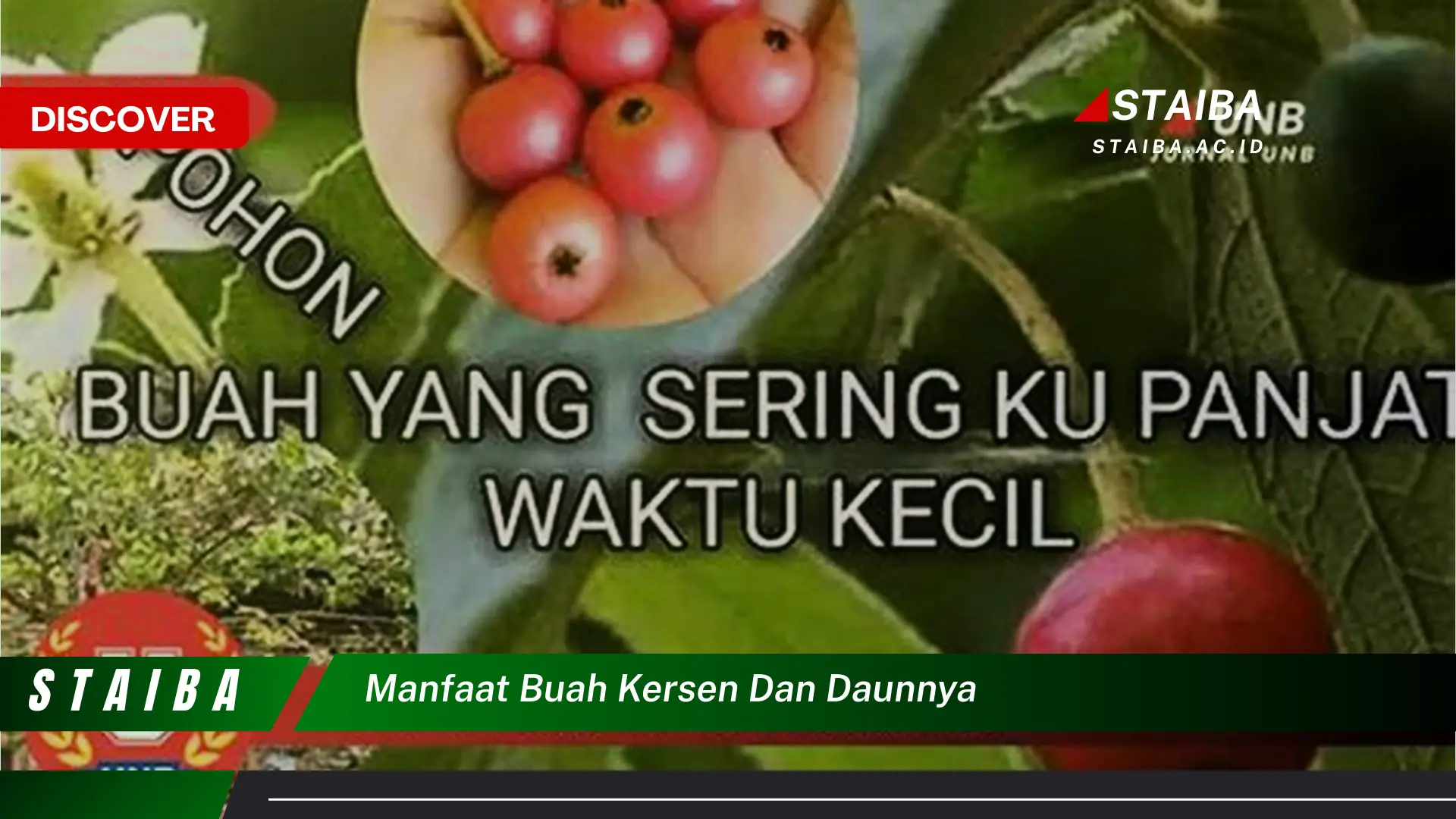 Ketahui 10 Manfaat Buah Kersen dan Daunnya untuk Kesehatan Anda