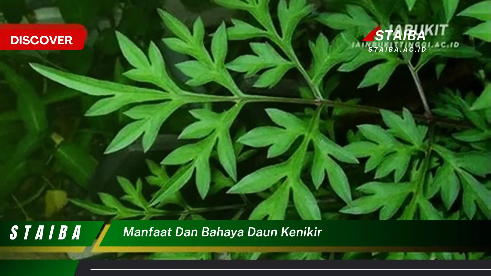Ketahui 10 Manfaat dan Bahaya Daun Kenikir untuk Kesehatan Tubuh Anda Ketahui 10 Manfaat dan Bahaya Daun Kenikir untuk Kesehatan Tubuh Anda