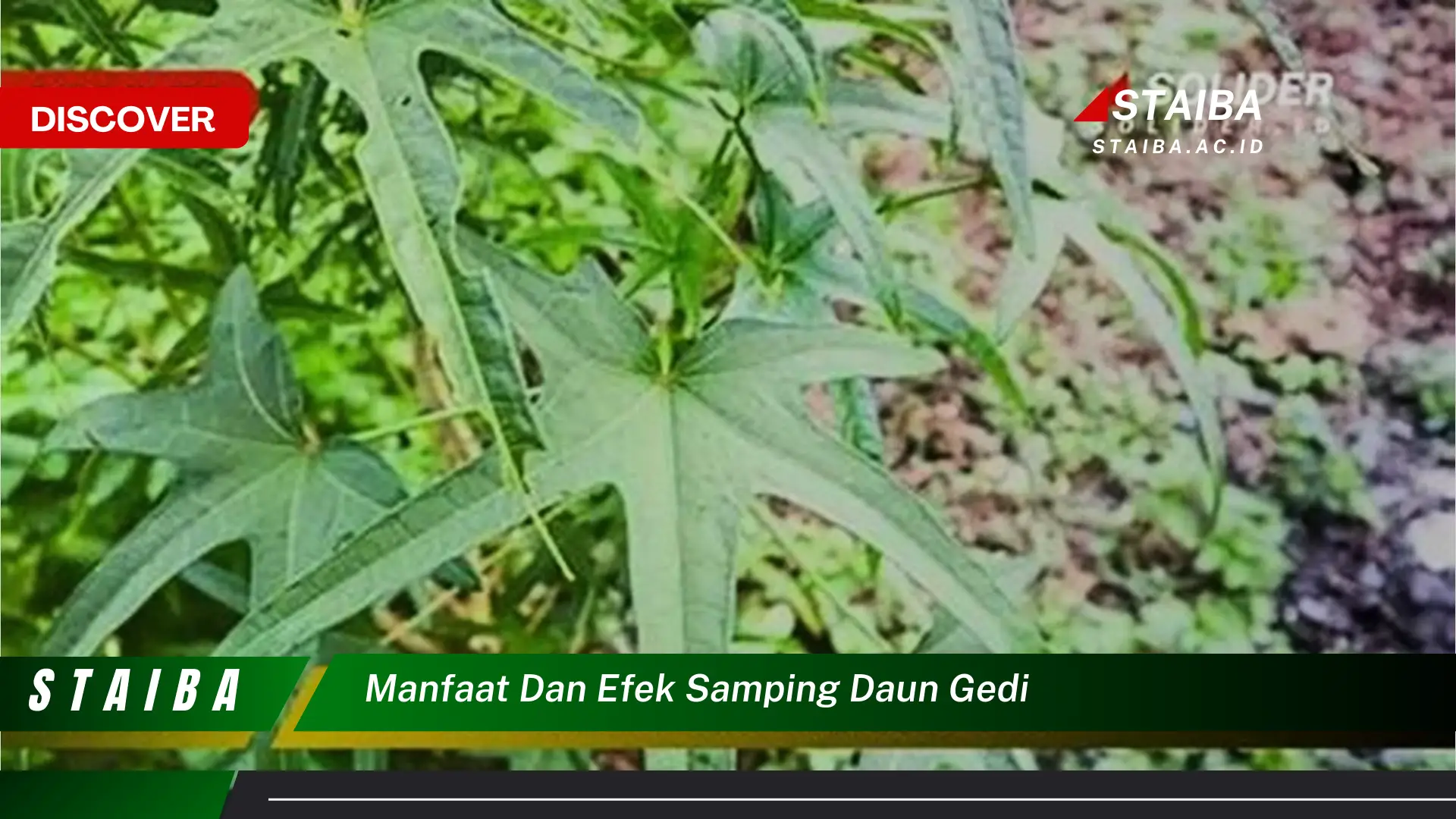 Ketahui 9 Manfaat Daun Gedi untuk Kesehatan,  Efek Samping yang Perlu Diwaspadai