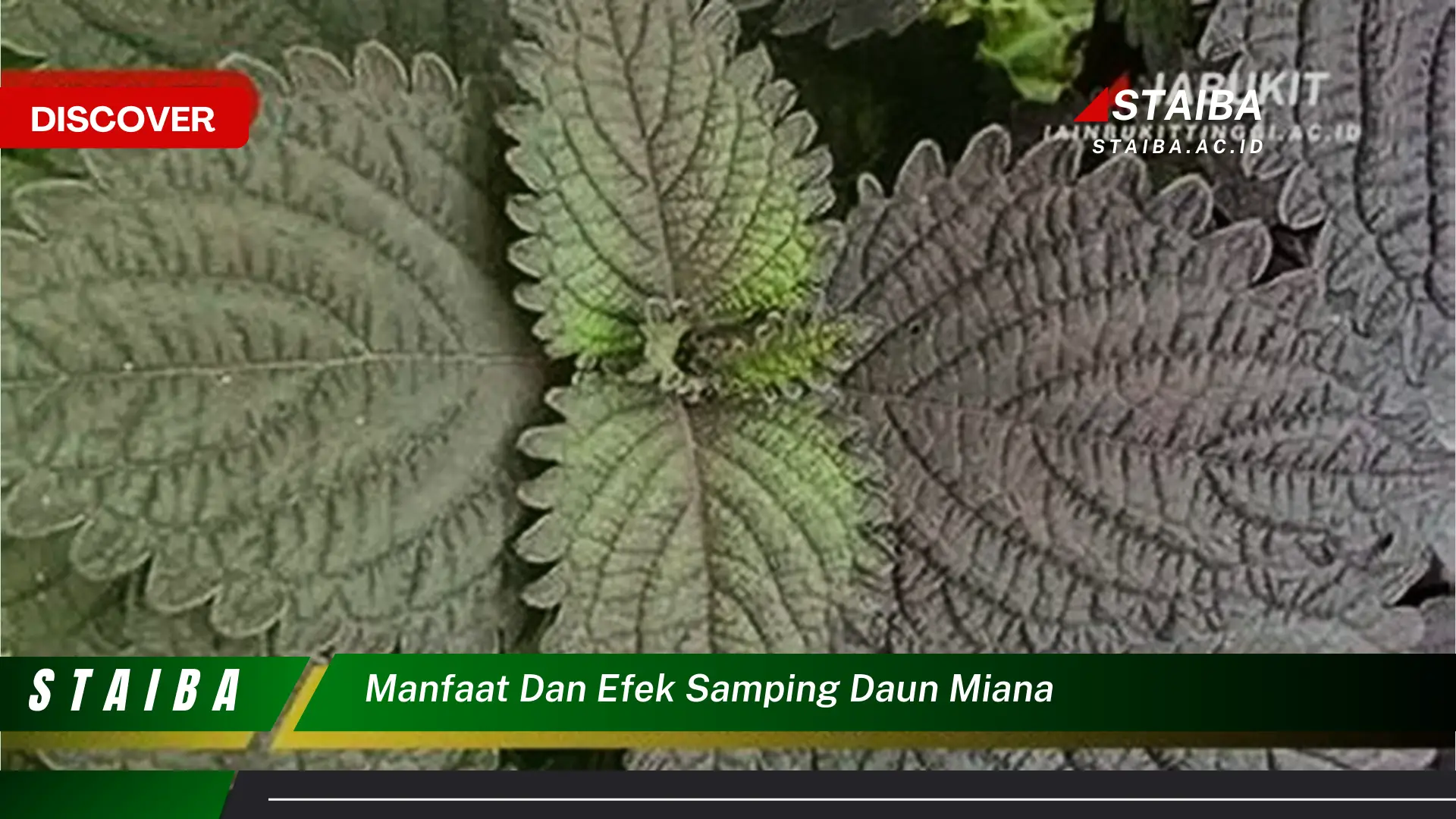 Ketahui 10 Manfaat Daun Miana untuk Kesehatan dan Efek Samping yang Perlu Diwaspadai
