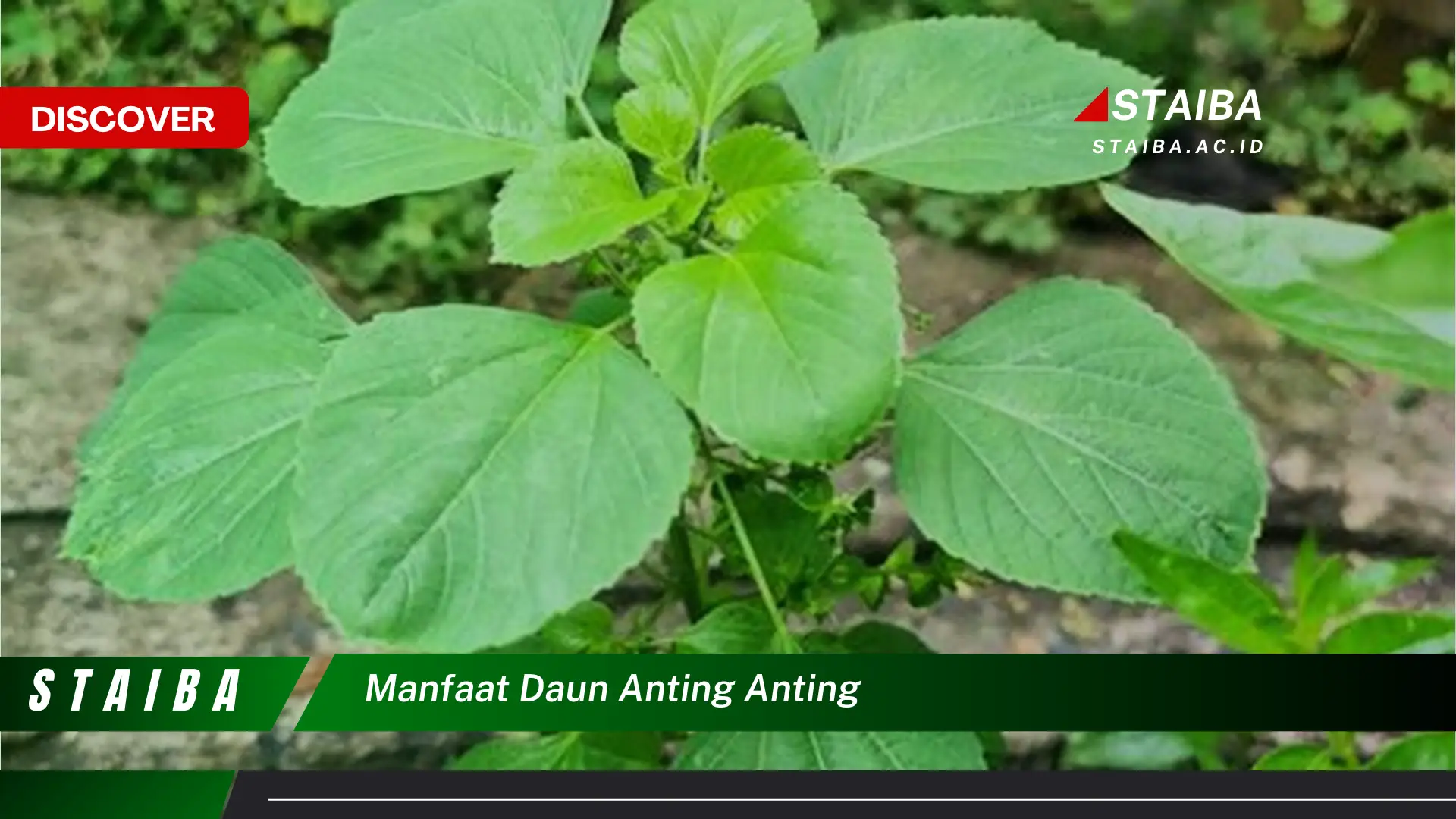 Ketahui 7 Manfaat Daun Anting-Anting yang Jarang Diketahui