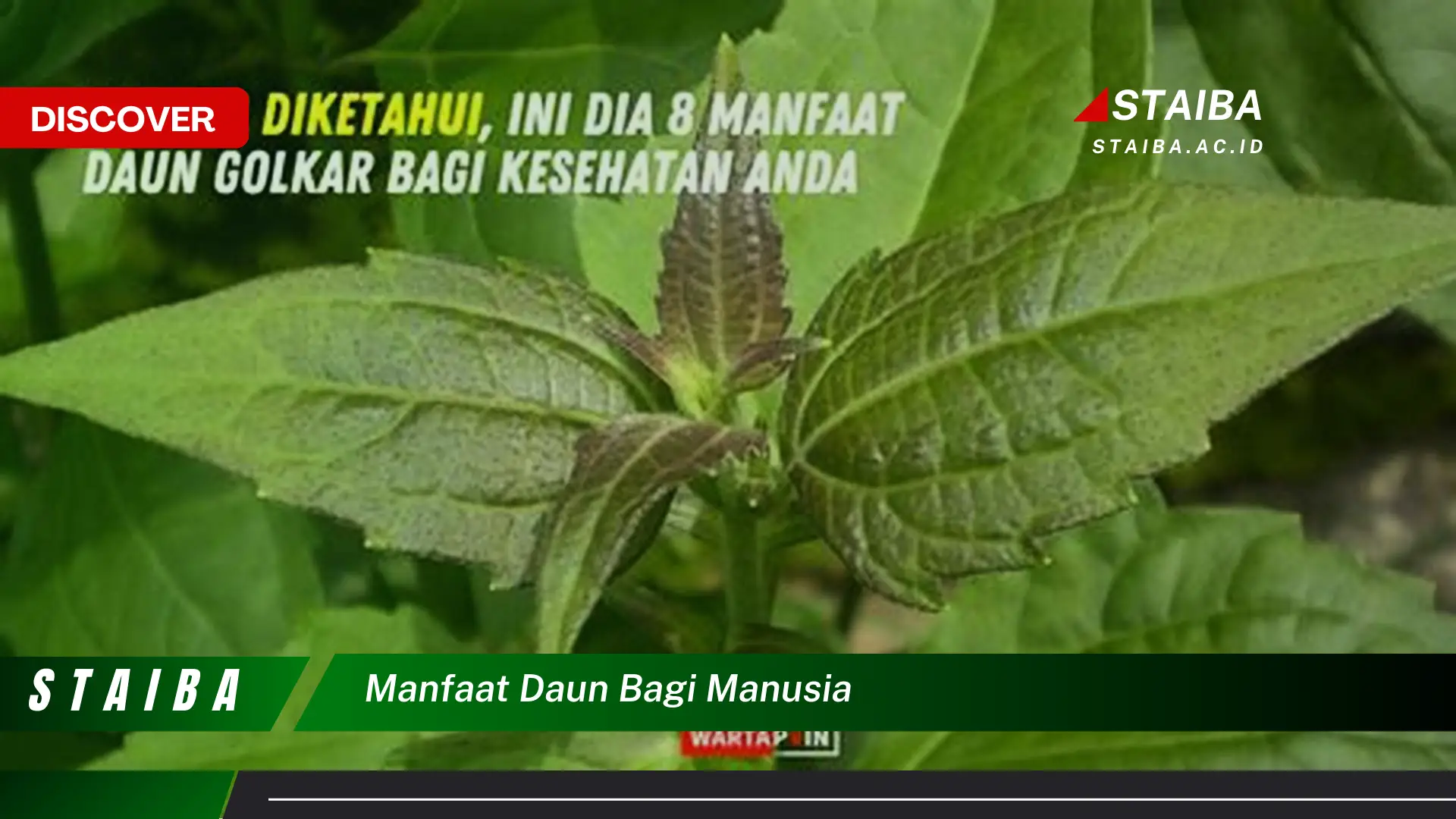 Ketahui 8 Manfaat Daun Bagi Manusia, Dari Kesehatan Hingga Kehidupan Sehari,hari