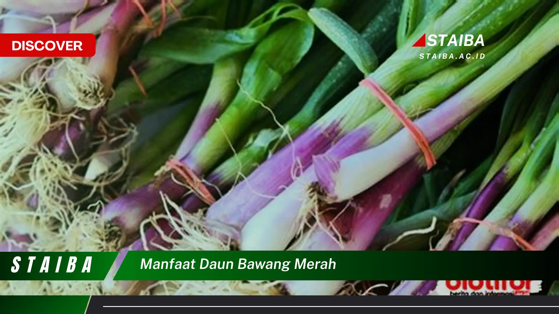 Ketahui 10 Manfaat Daun Bawang Merah untuk Kesehatan Tubuh Anda Ketahui 10 Manfaat Daun Bawang Merah untuk Kesehatan Tubuh Anda