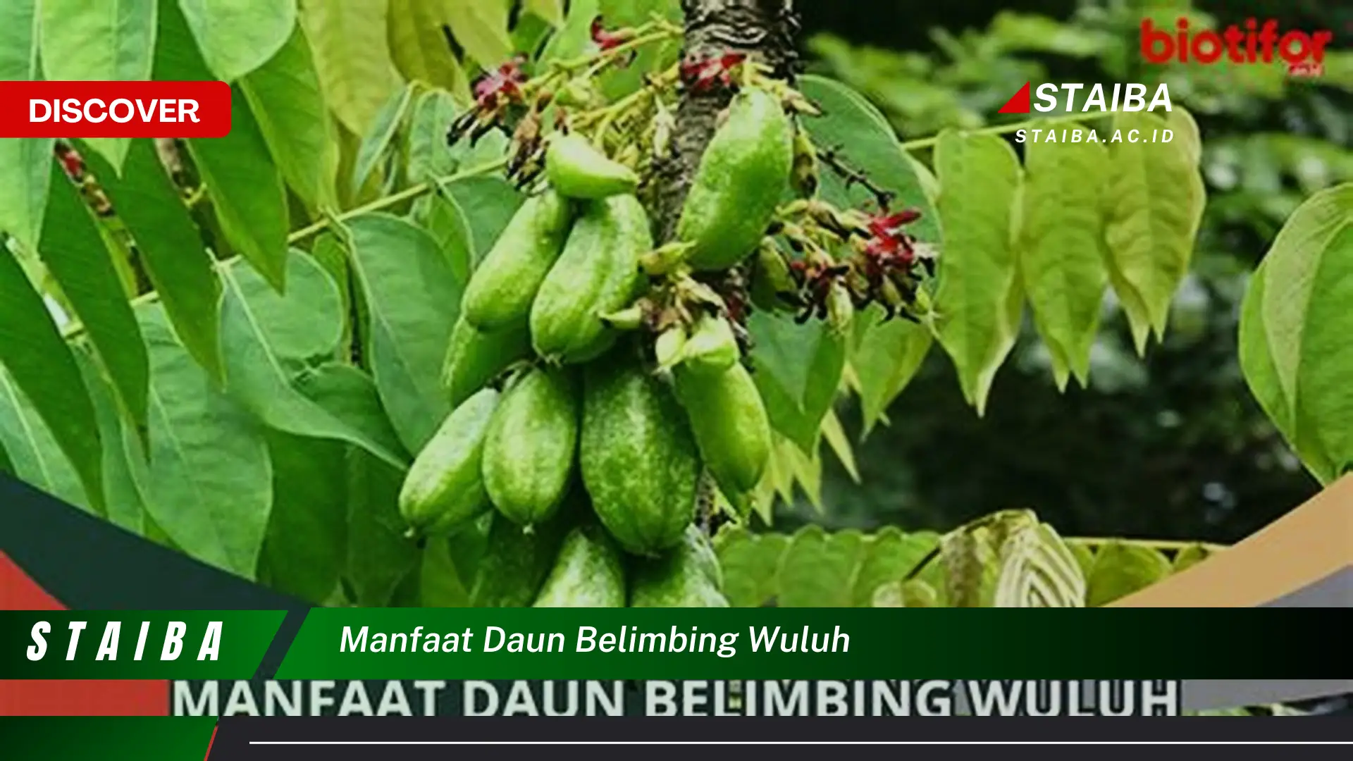 Ketahui 7 Manfaat Daun Belimbing Wuluh yang Jarang Diketahui