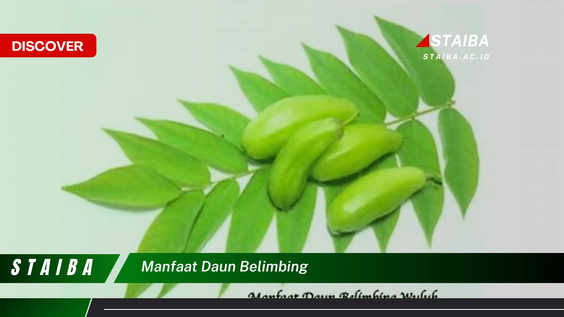 Temukan Manfaat Daun Belimbing yang Jarang Diketahui