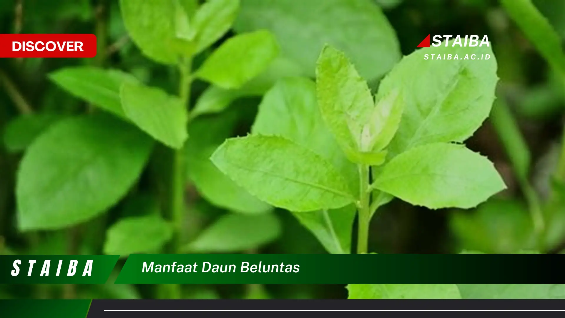 Ketahui 8 Manfaat Daun Beluntas yang Jarang Diketahui
