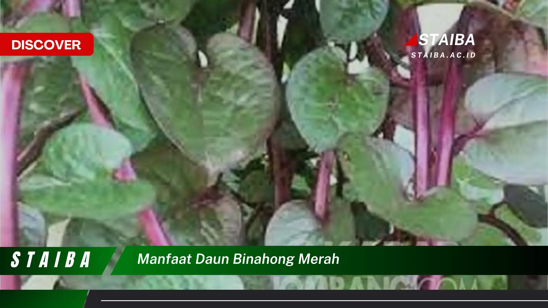 Ketahui 8 Manfaat Daun Binahong Merah yang Jarang Diketahui