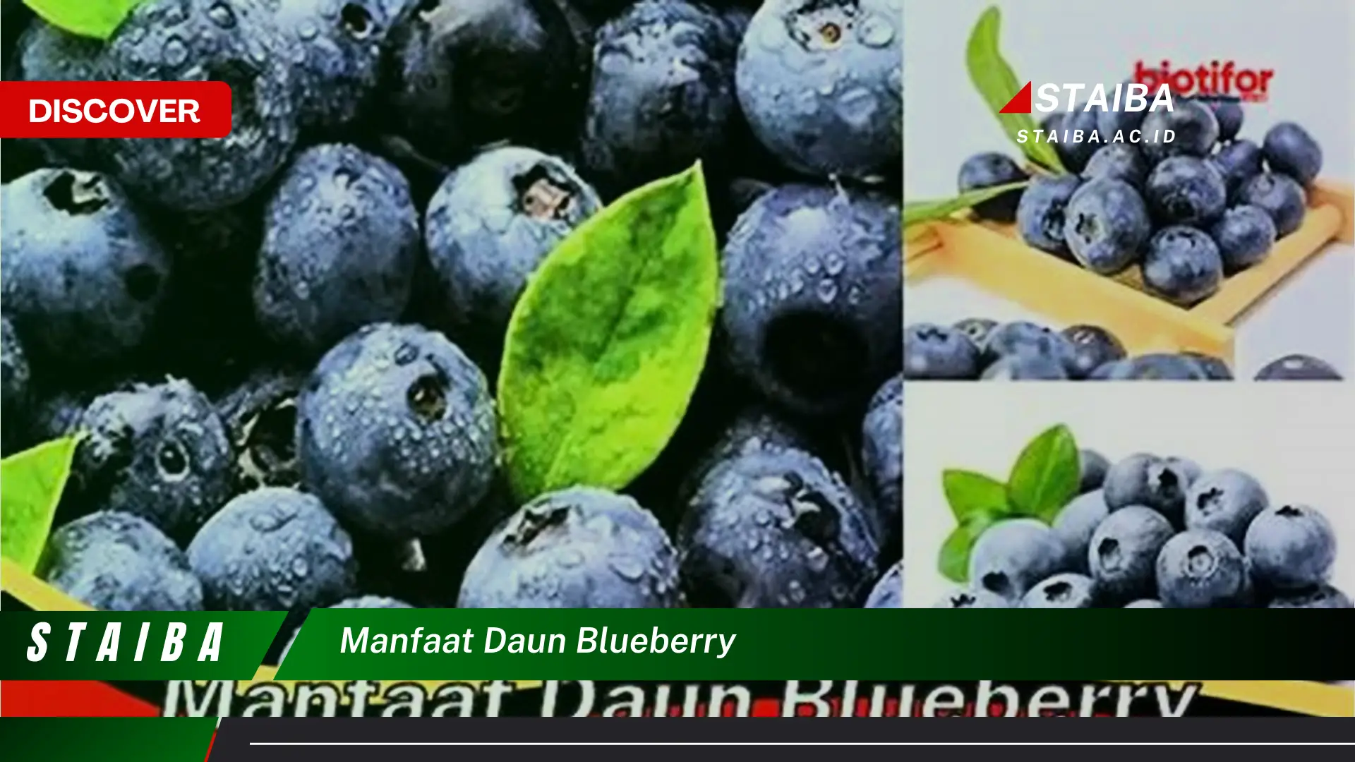 Ketahui 8 Manfaat Daun Blueberry untuk Kesehatan Anda Ketahui 8 Manfaat Daun Blueberry untuk Kesehatan Anda