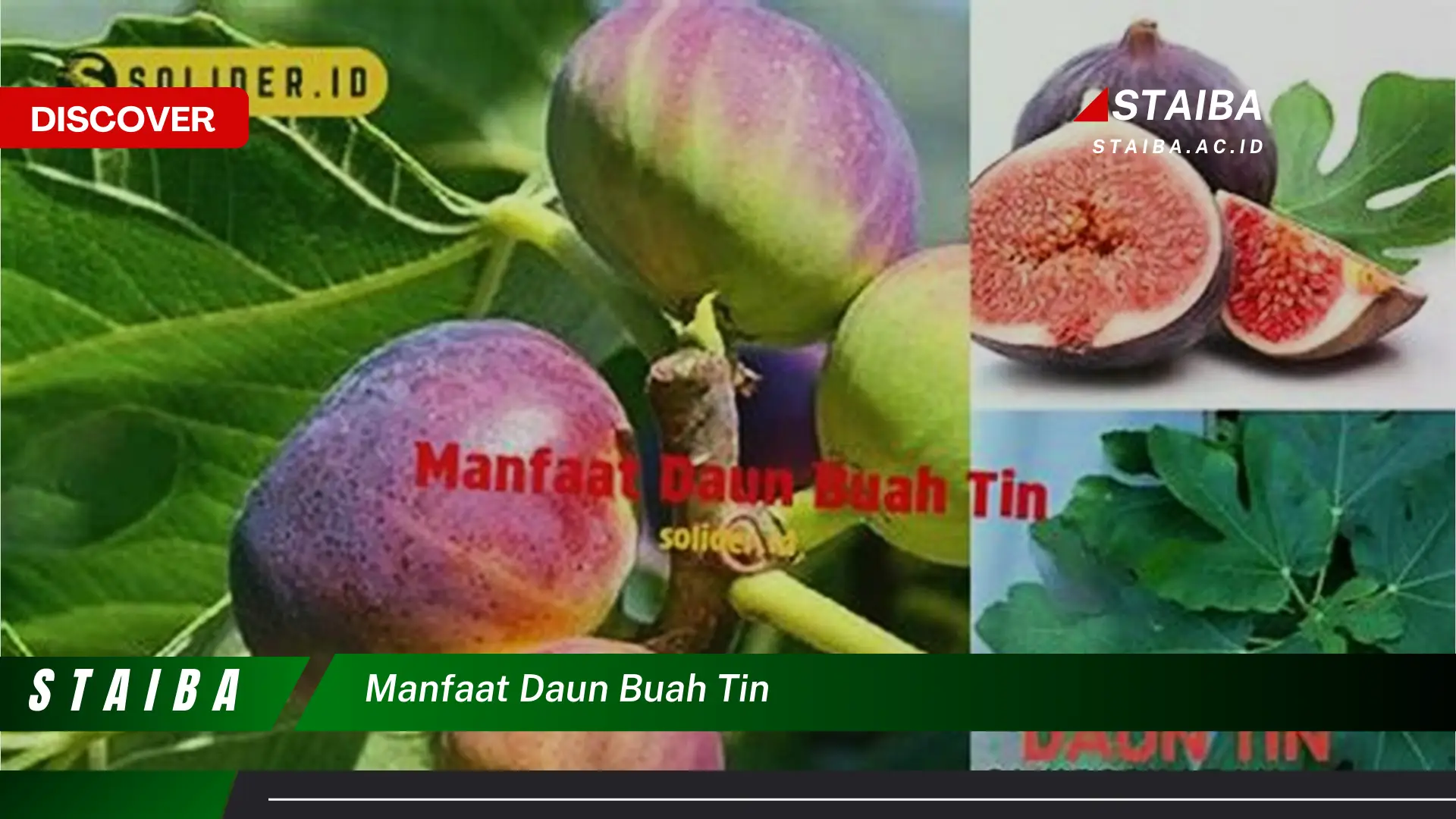 Ketahui 9 Manfaat Daun Buah Tin untuk Kesehatan Anda Ketahui 9 Manfaat Daun Buah Tin untuk Kesehatan Anda