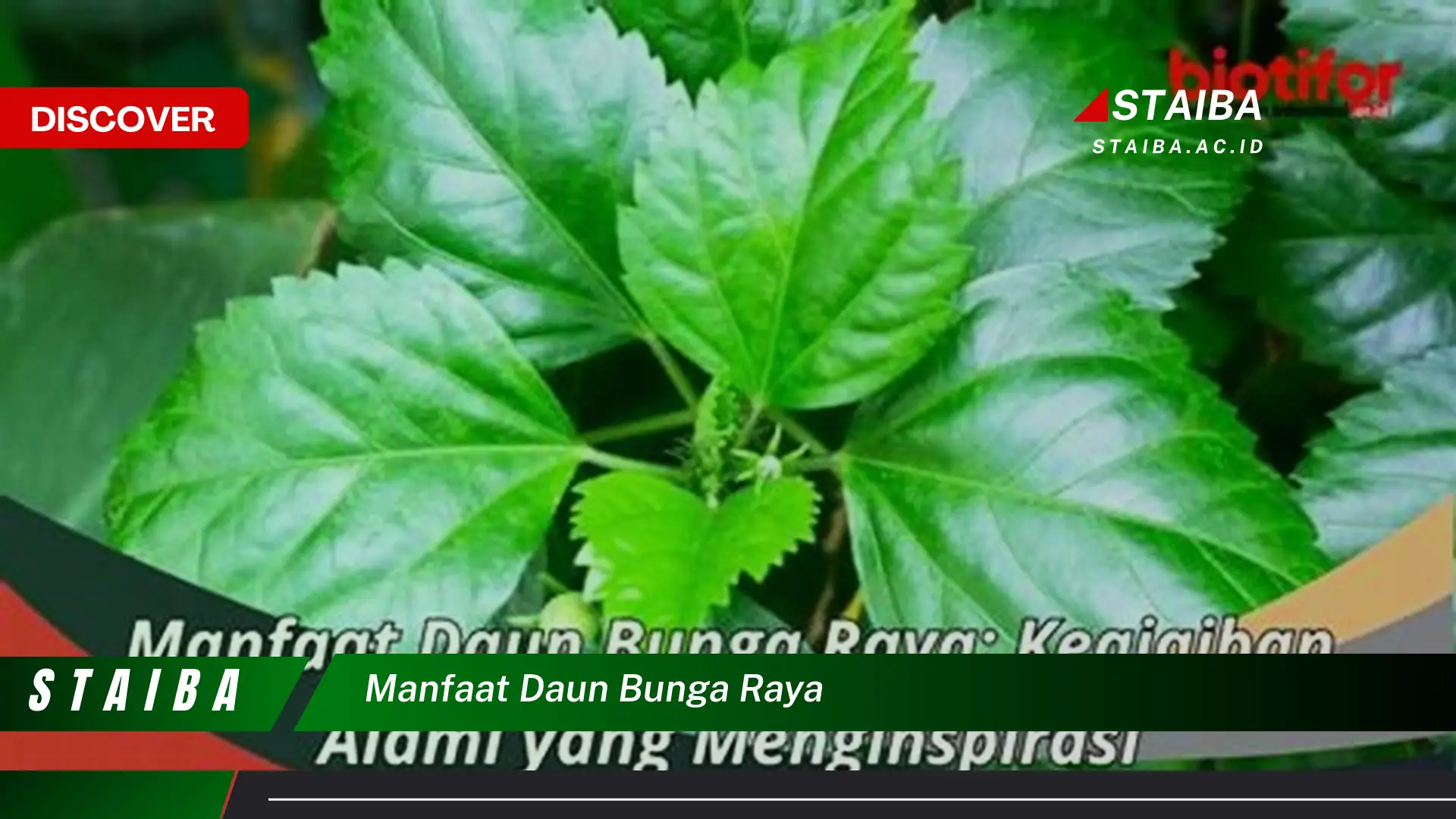 Ketahui 8 Manfaat Daun Bunga Raya untuk Kesehatan, Dari Rambut Hingga Kolesterol Ketahui 8 Manfaat Daun Bunga Raya untuk Kesehatan, Dari Rambut Hingga Kolesterol