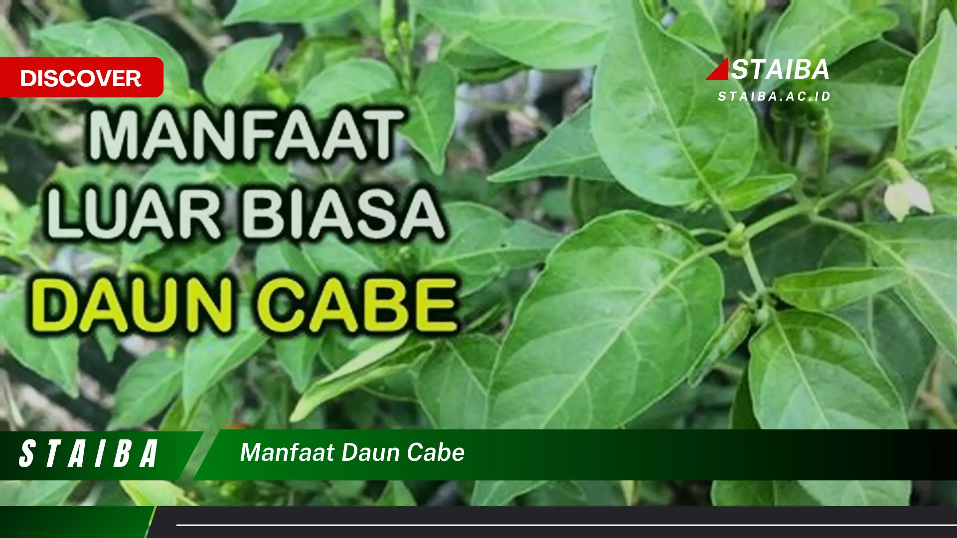 Ketahui 8 Manfaat Daun Cabe untuk Kesehatan Tubuh Anda