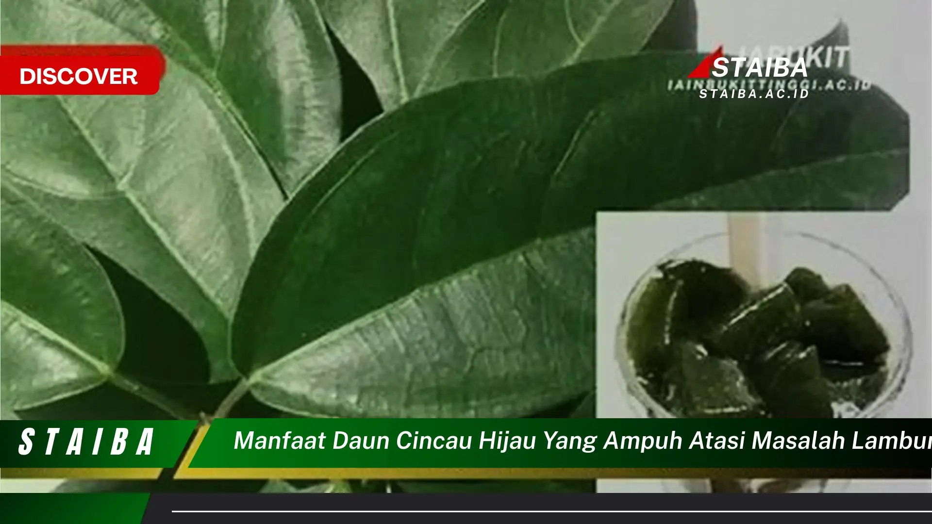 Ketahui 8 Manfaat Daun Cincau Hijau yang Ampuh Atasi Masalah Lambung Secara Alami