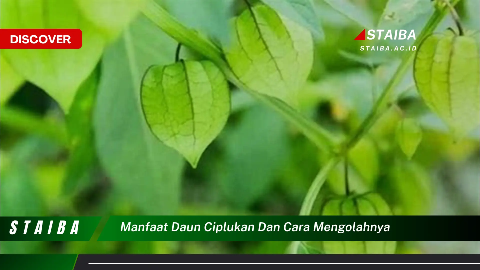 Ketahui 7 Manfaat Daun Ciplukan yang Jarang Diketahui