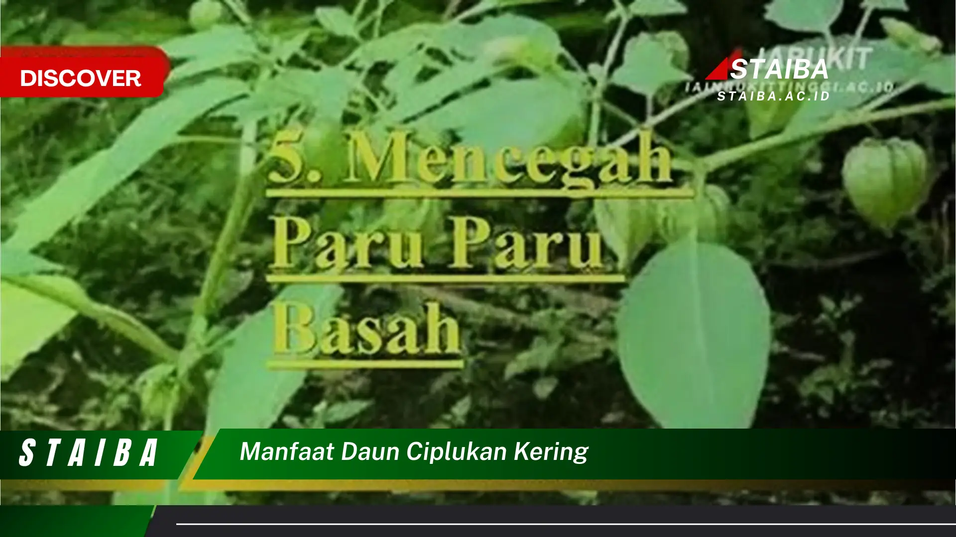 Ketahui 8 Manfaat Daun Ciplukan Kering untuk Kesehatan Anda