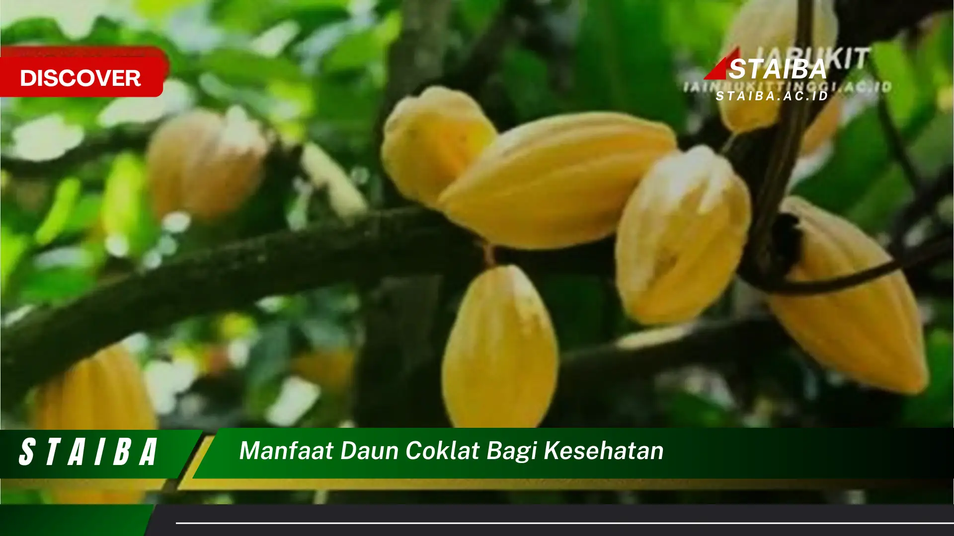 Temukan 9 Manfaat Daun Coklat bagi Kesehatan,  Solusi Alami untuk Hidup Lebih Sehat