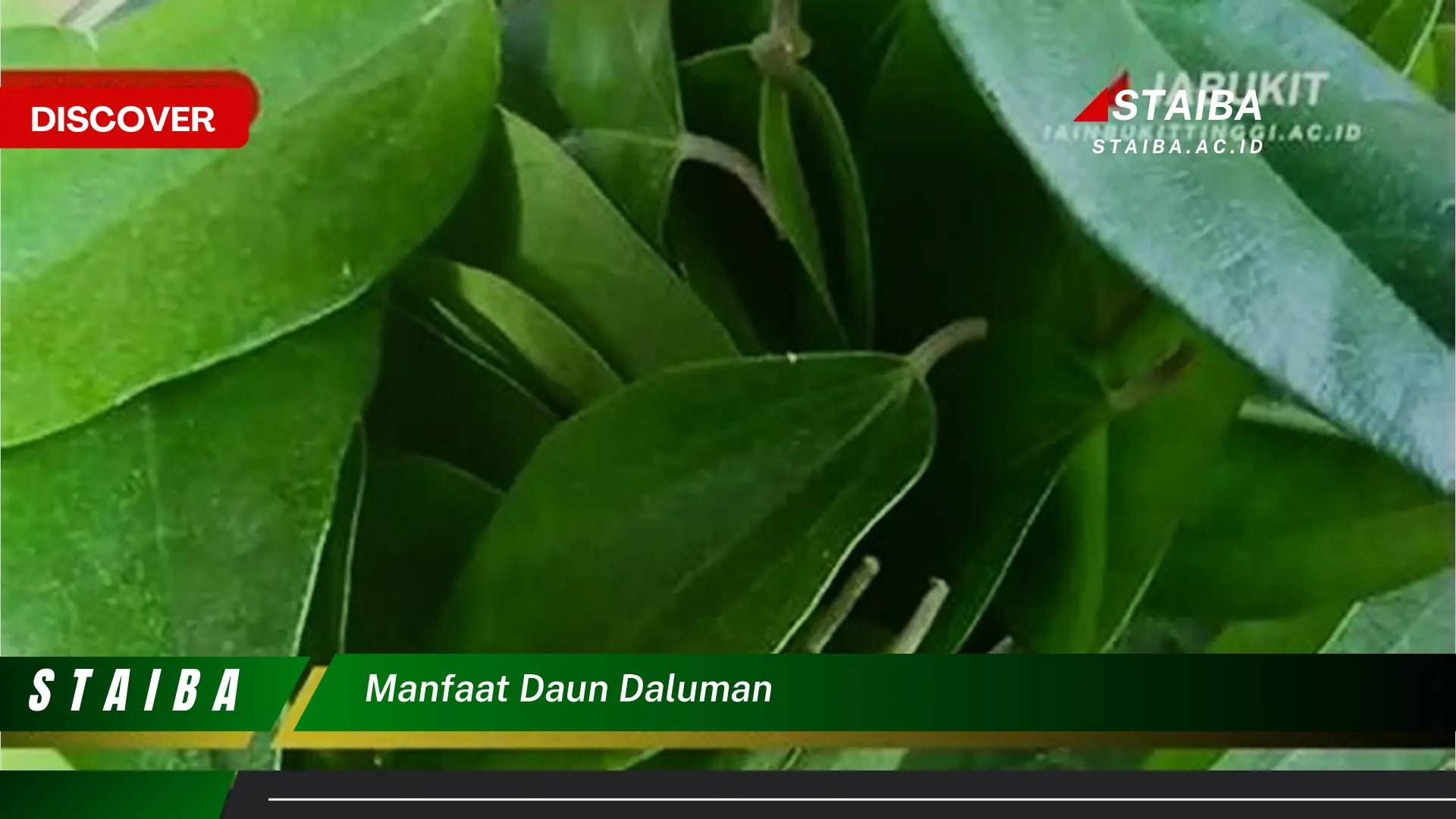 Ketahui 10 Manfaat Daun Daluman untuk Kesehatan Tubuh Anda Ketahui 10 Manfaat Daun Daluman untuk Kesehatan Tubuh Anda