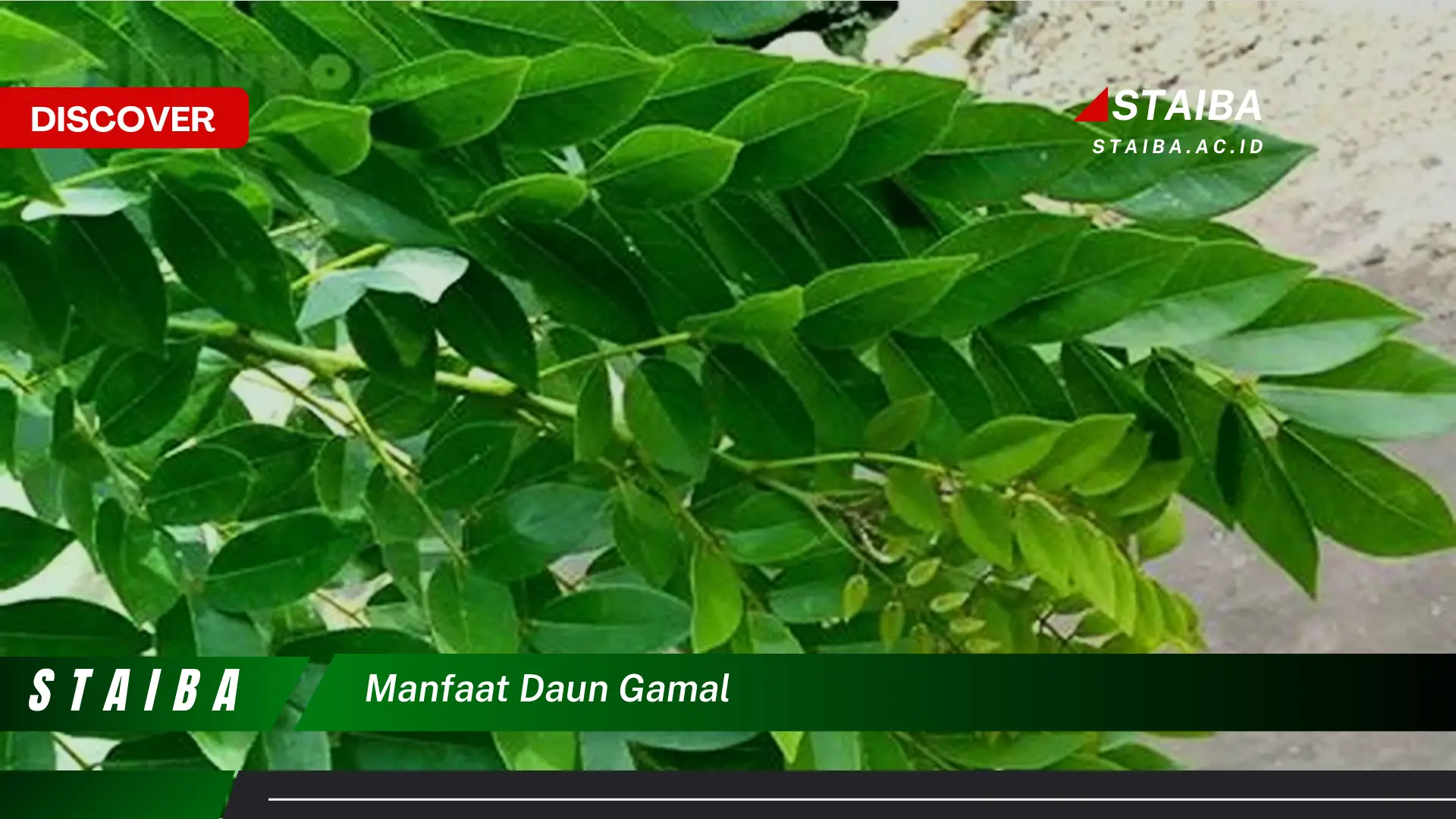 Ketahui 8 Manfaat Daun Gamal untuk Kesehatan, Kecantikan, dan Pertanian Ketahui 8 Manfaat Daun Gamal untuk Kesehatan, Kecantikan, dan Pertanian
