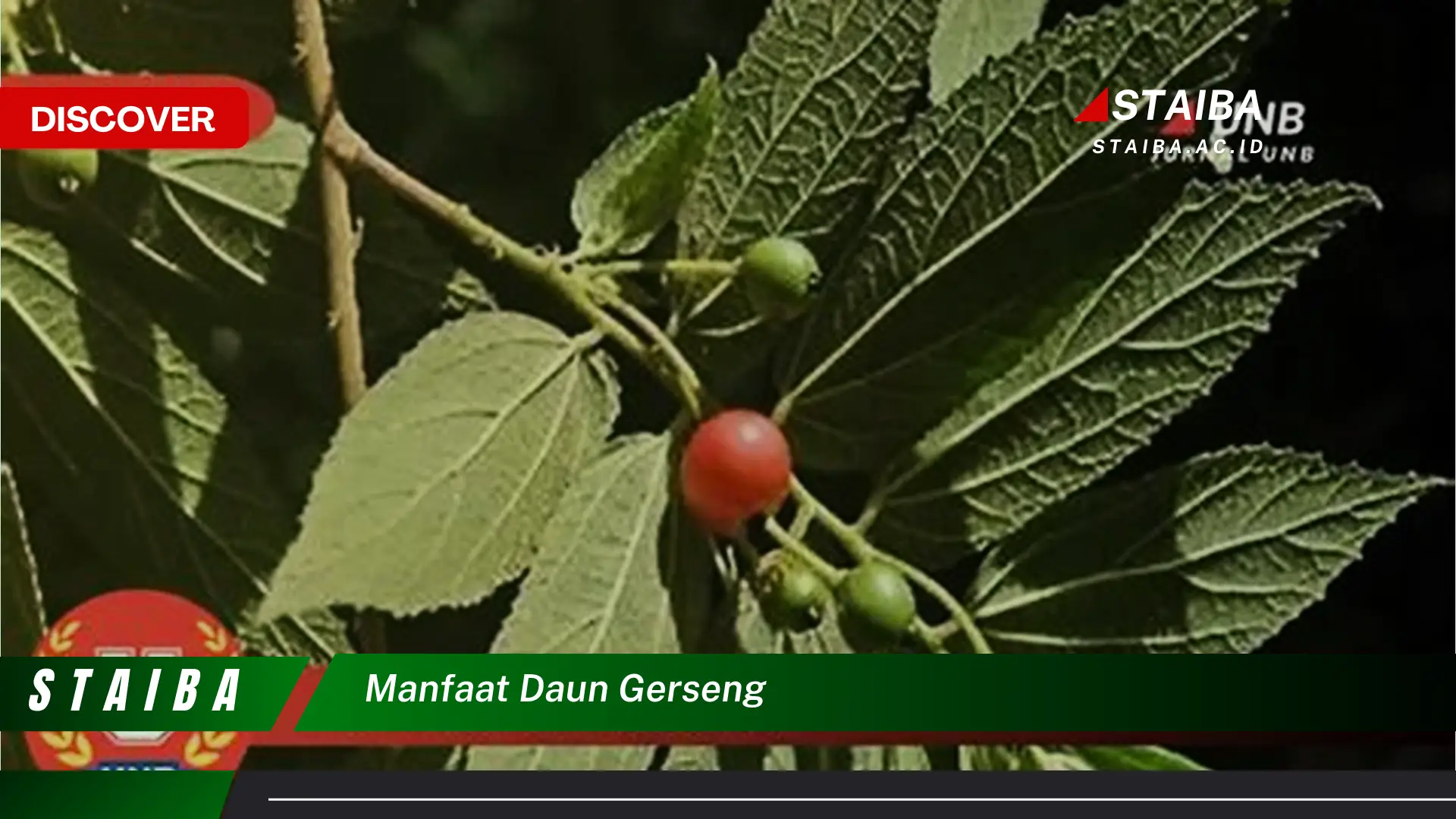 Ketahui 8 Manfaat Daun Gerseng untuk Kesehatan dan Kecantikan