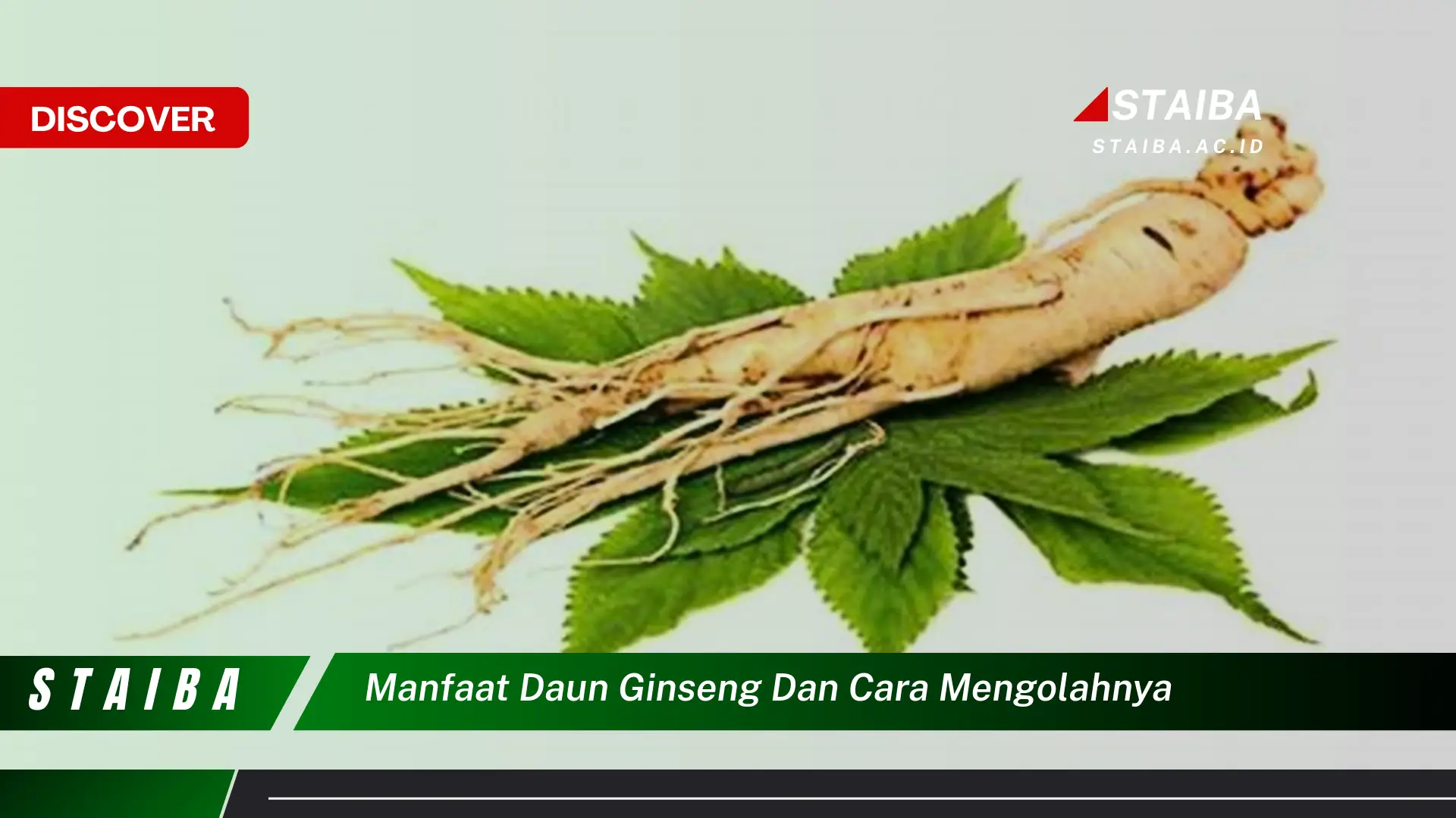 Ketahui 9 Manfaat Daun Ginseng dan Cara Mengolahnya untuk Kesehatan