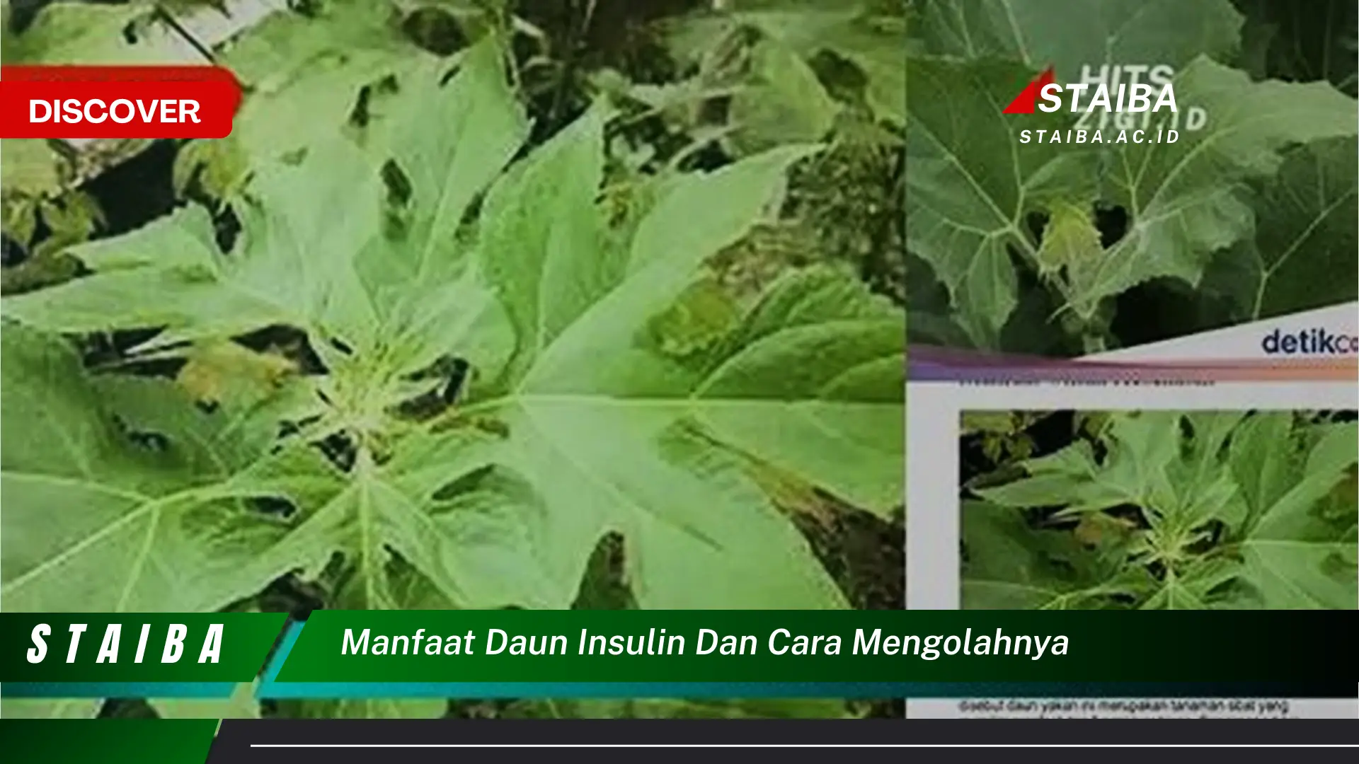 Ketahui 8 Manfaat Daun Insulin yang Jarang Diketahui