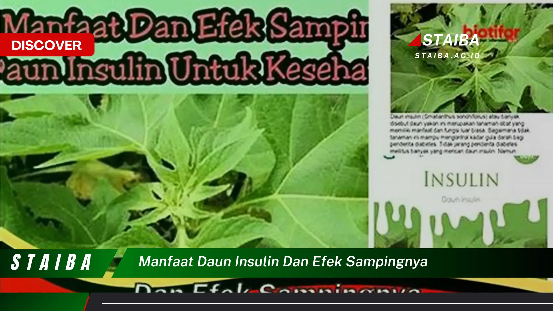 Ketahui 9 Manfaat Daun Insulin untuk Kesehatan dan Efek Samping yang Perlu Diwaspadai