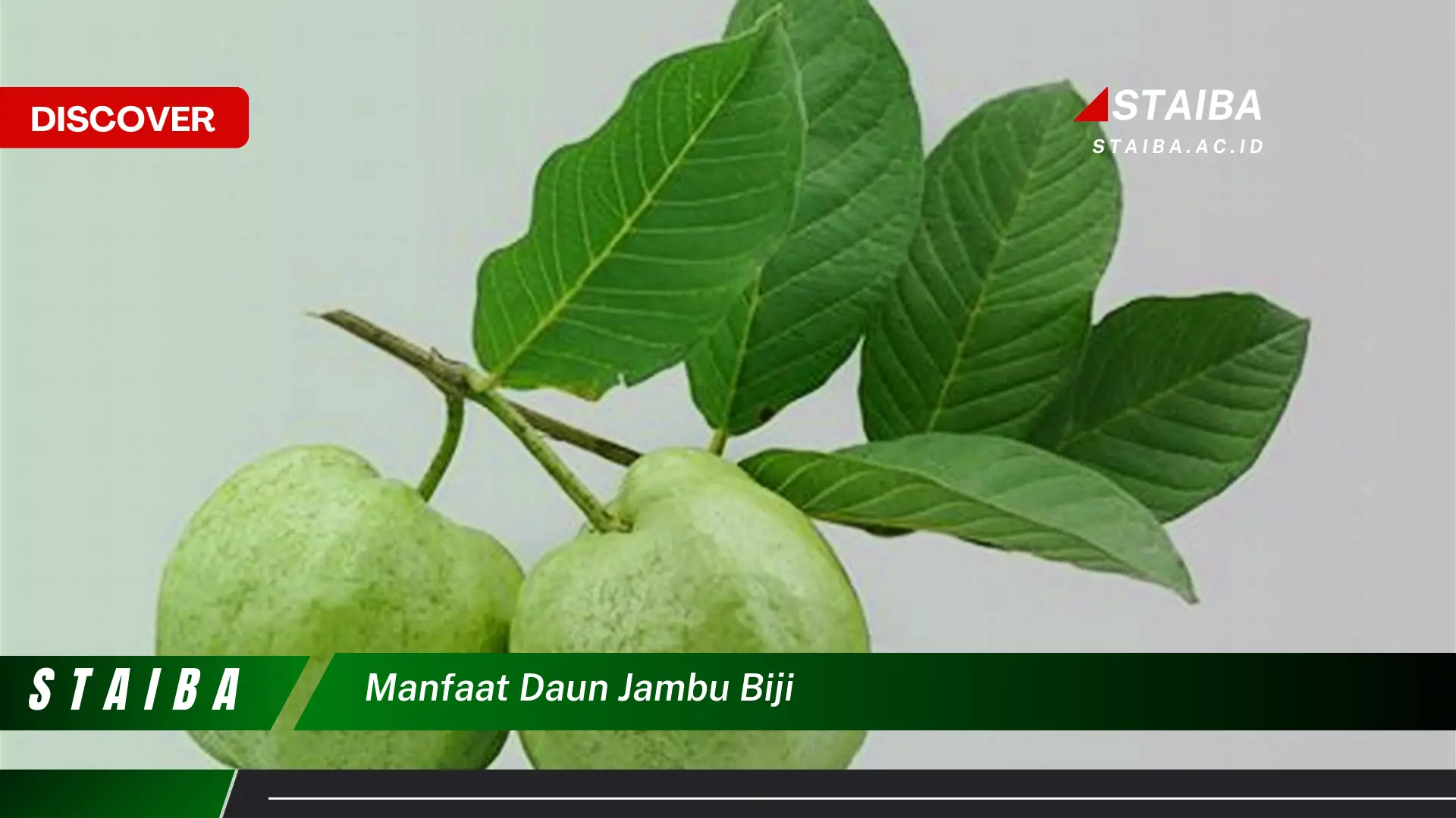 Ketahui 9 Manfaat Daun Jambu Biji yang Jarang Diketahui