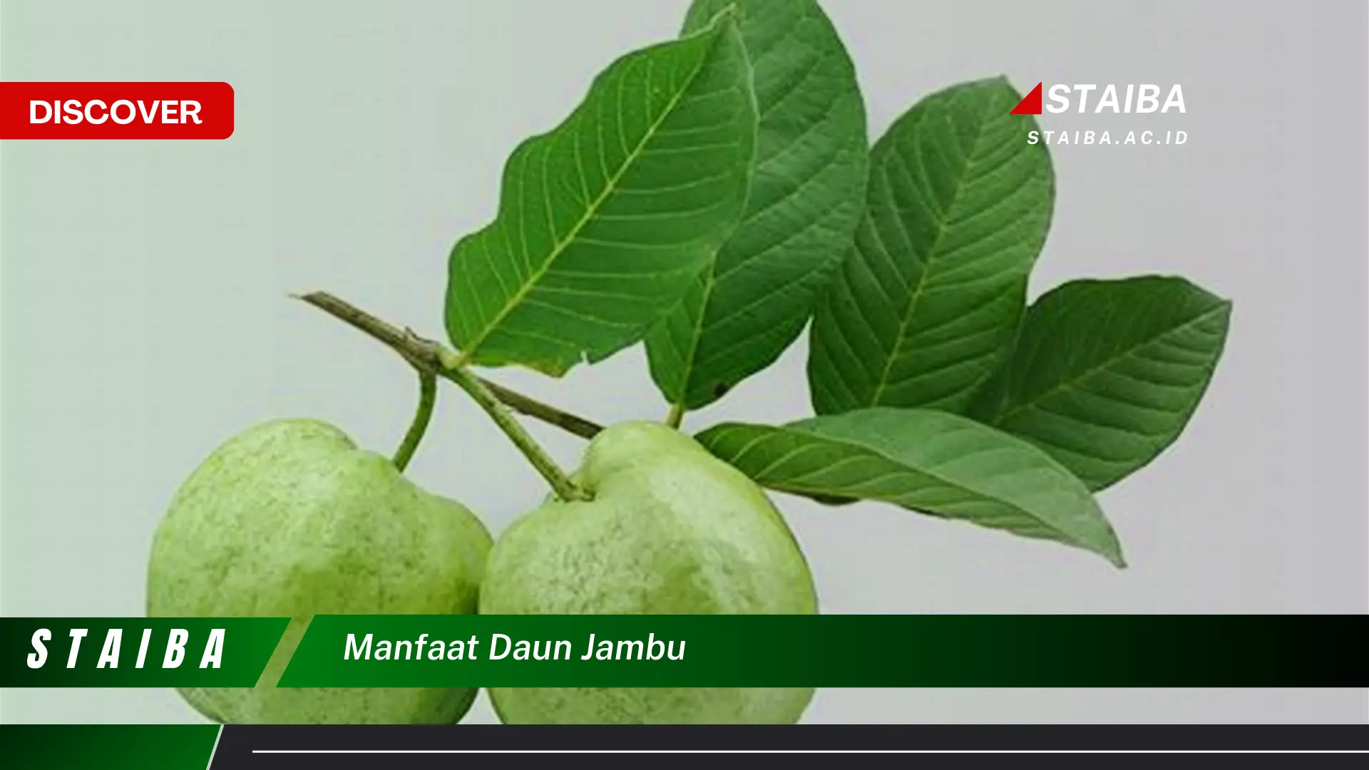 Ketahui 7 Manfaat Daun Jambu yang Jarang Diketahui